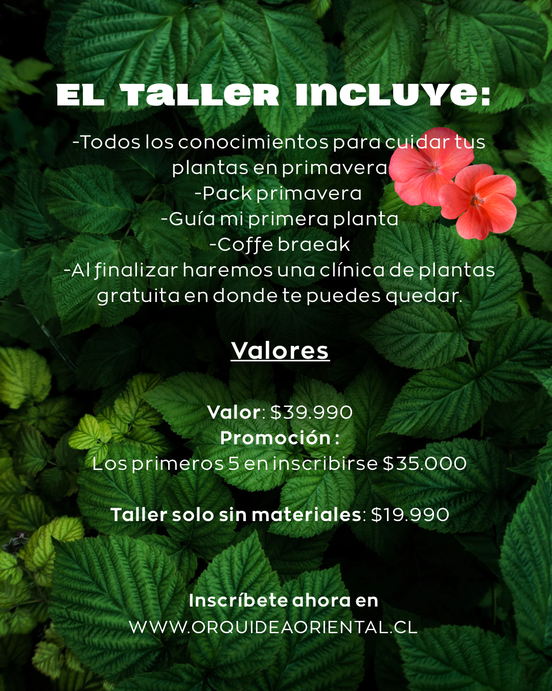 Taller "Cuida tus plantas en primavera" junto a Vitali+ 🌱✨