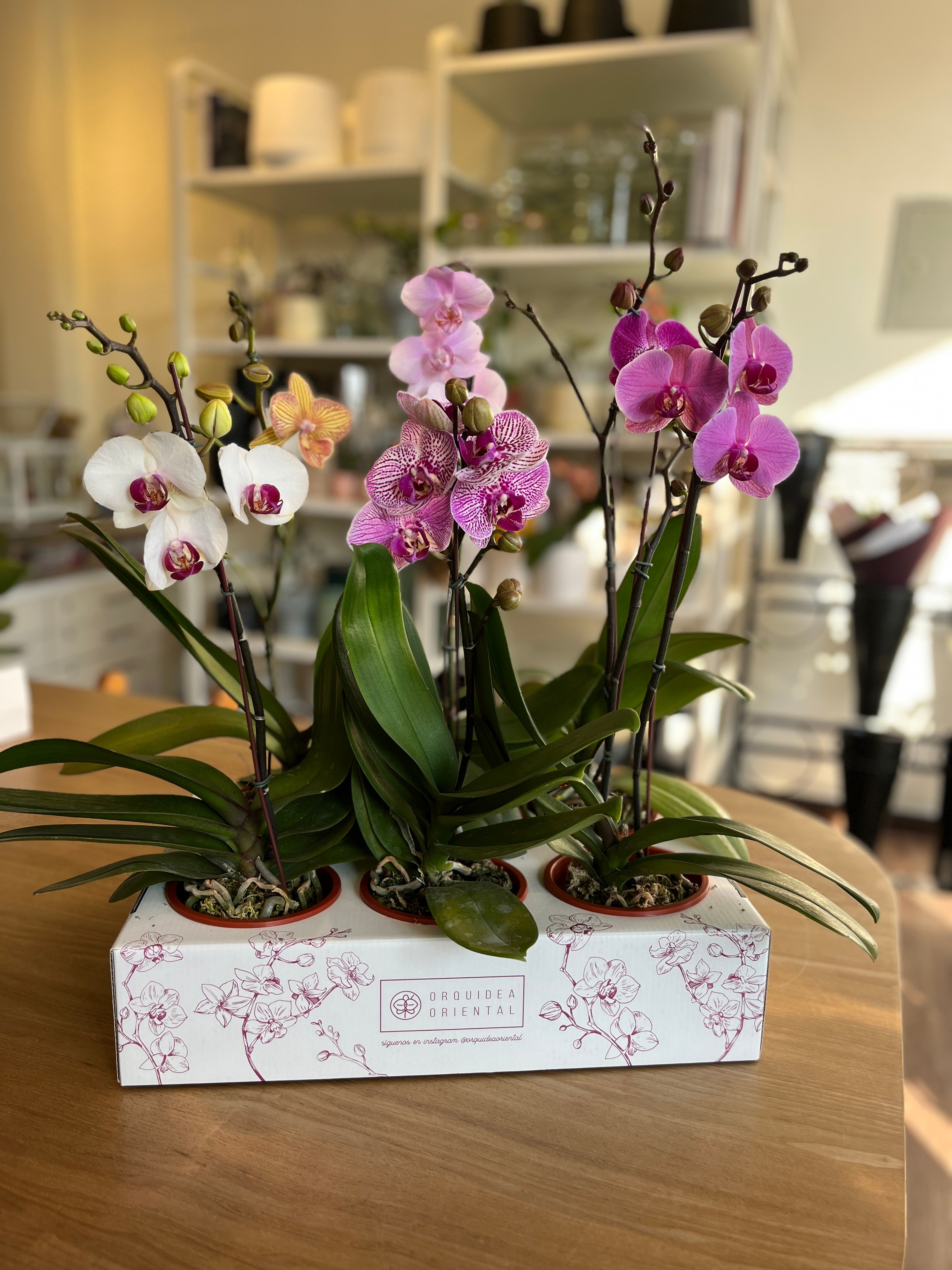 ❄️ Winter sale Orquídeas ❄️