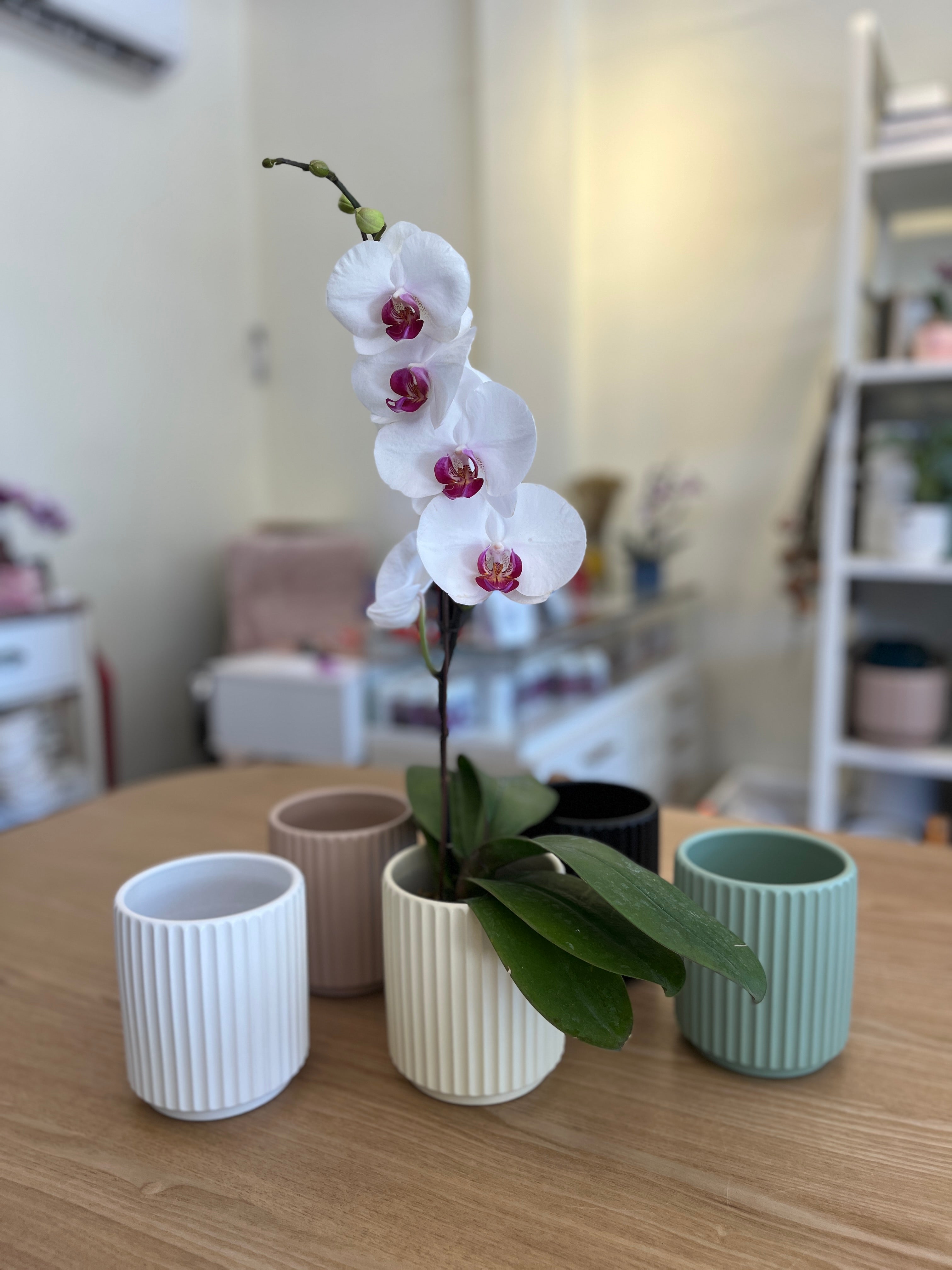 Macetero largo ceramica