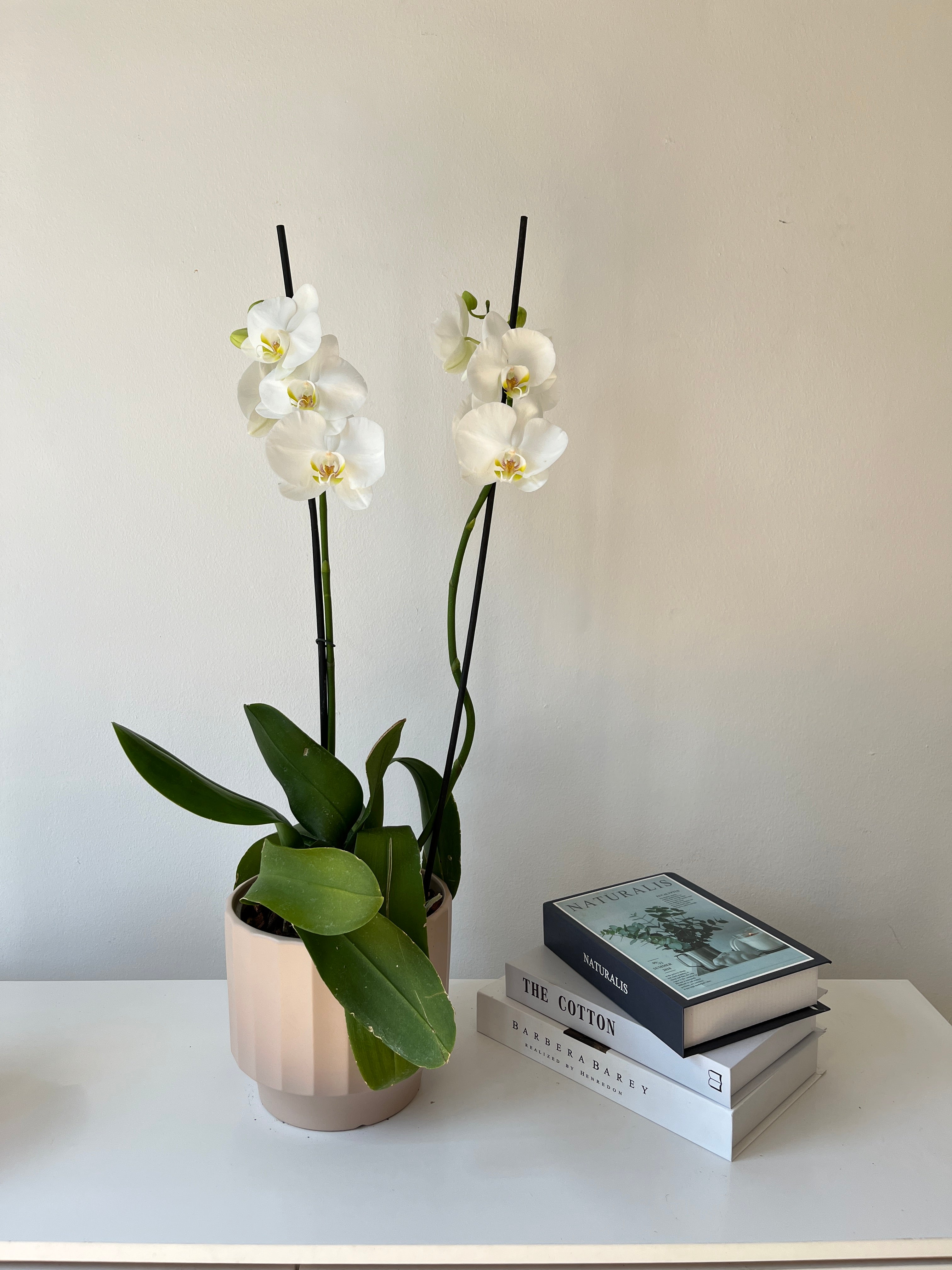 Arreglo de orquidea agradecimiento