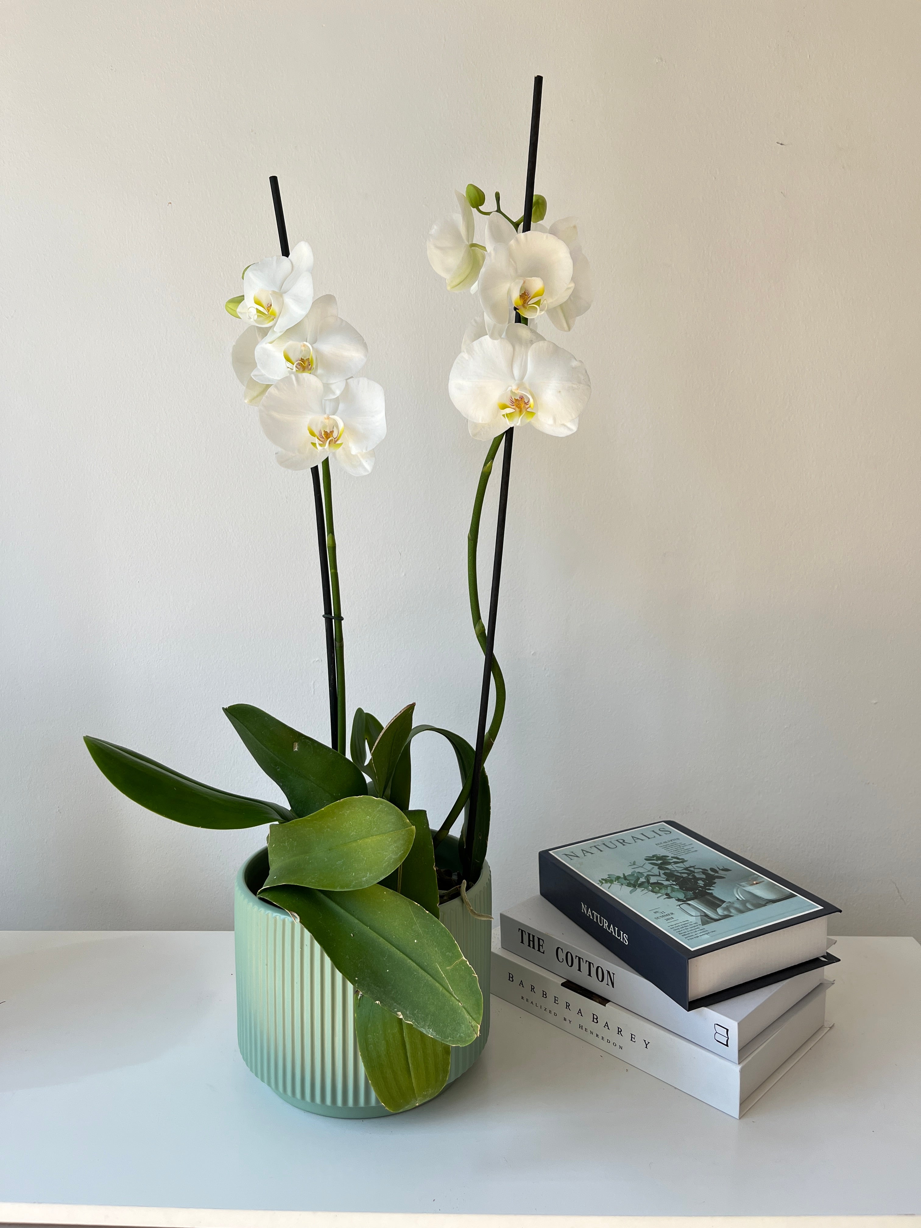 Arreglo de orquidea agradecimiento