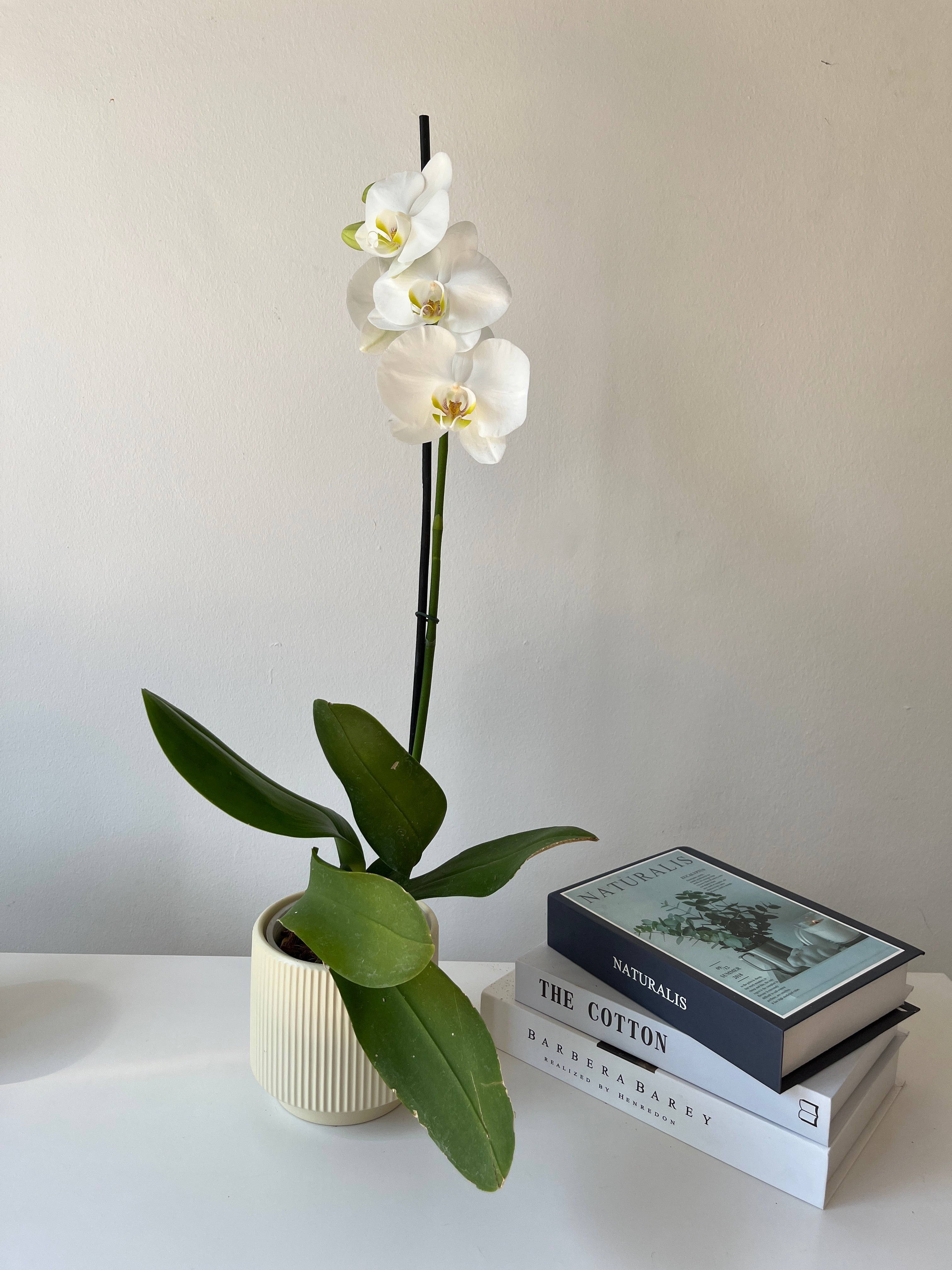 Arreglo de orquidea inocencia