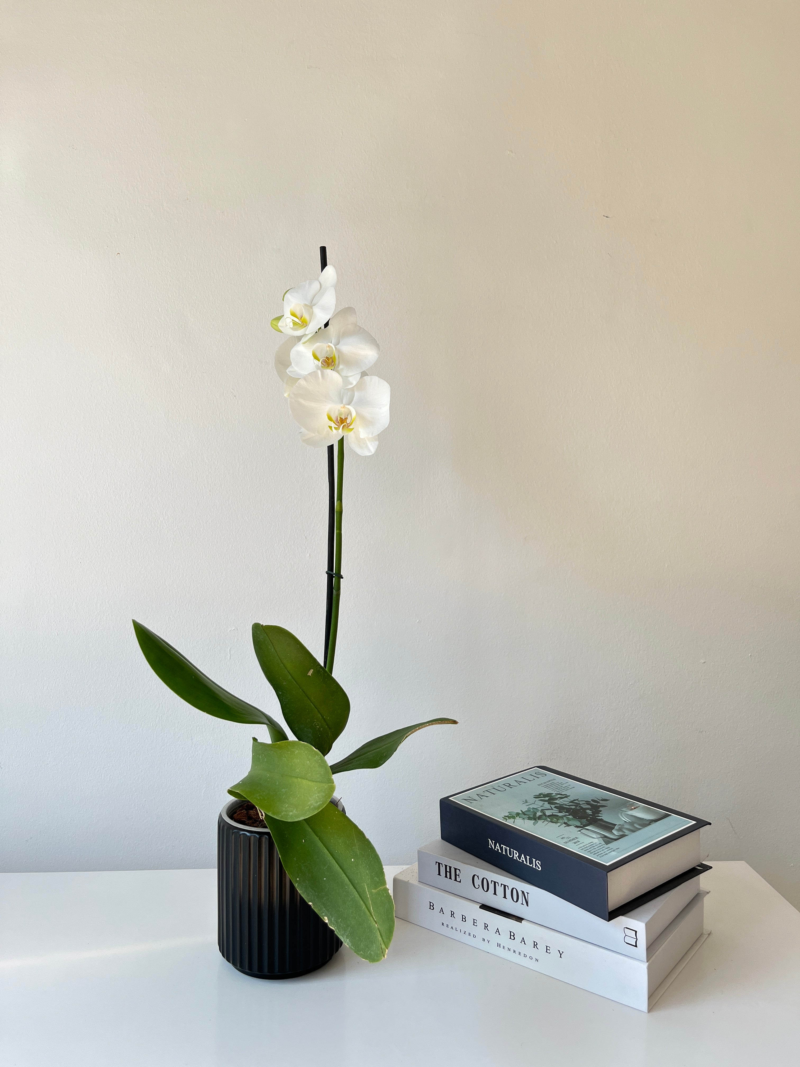 Arreglo de orquidea inocencia