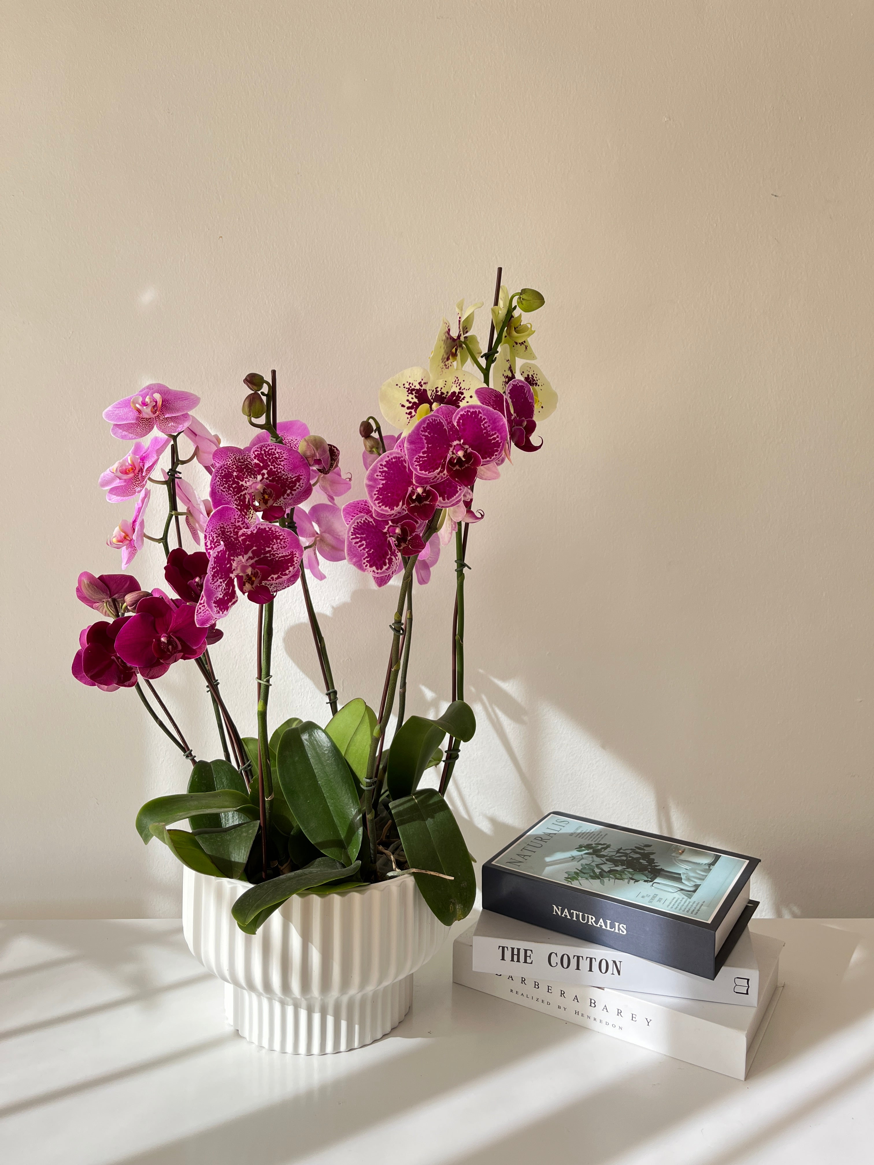 Arreglo de orquidea prosperidad