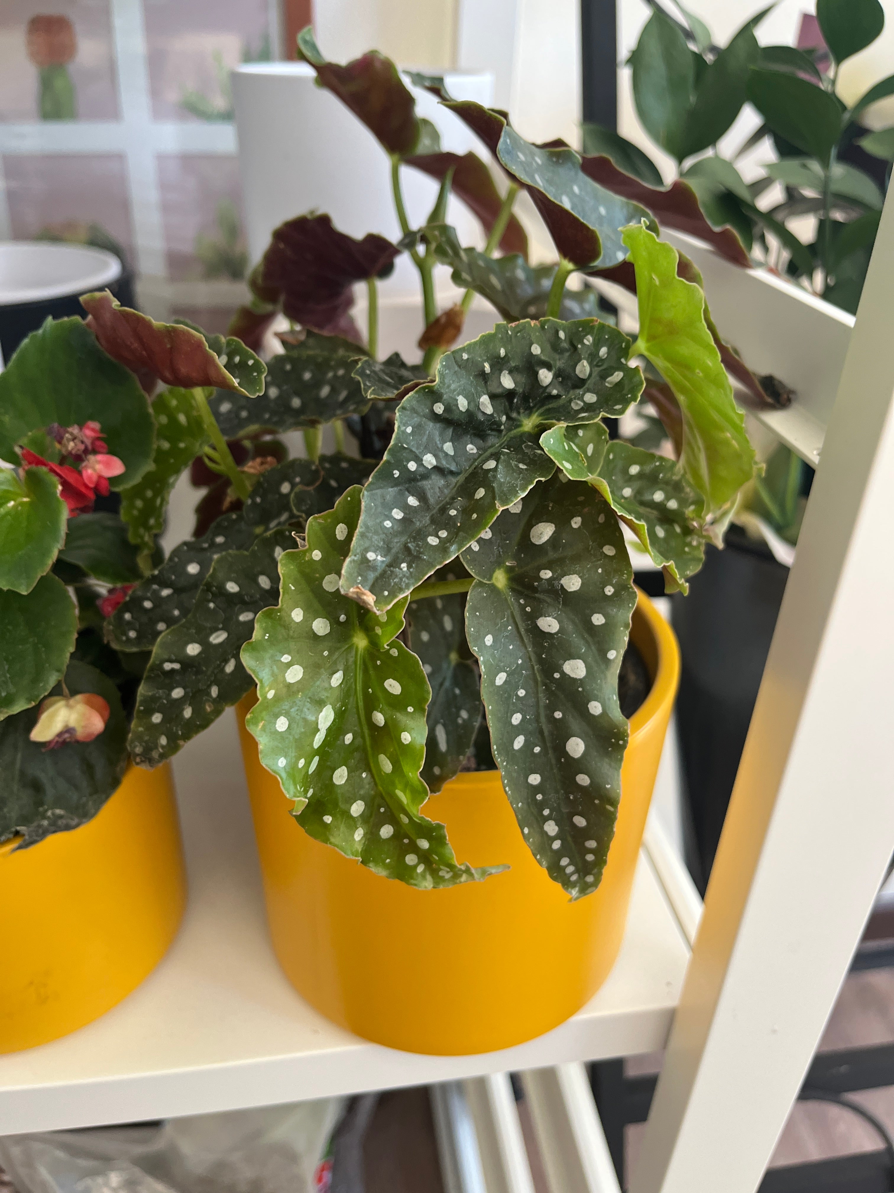Begonia Maculata