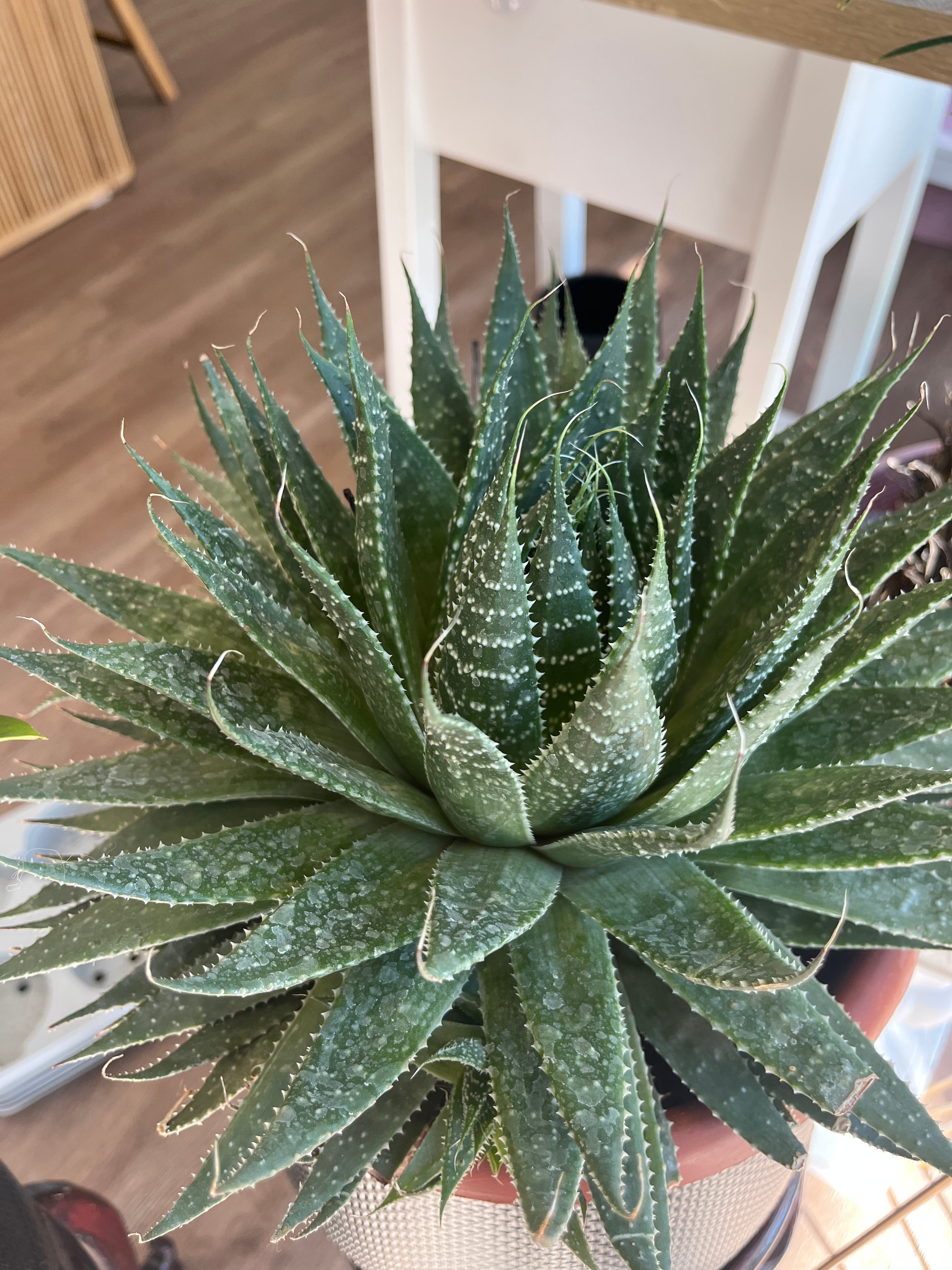 Aristaloe