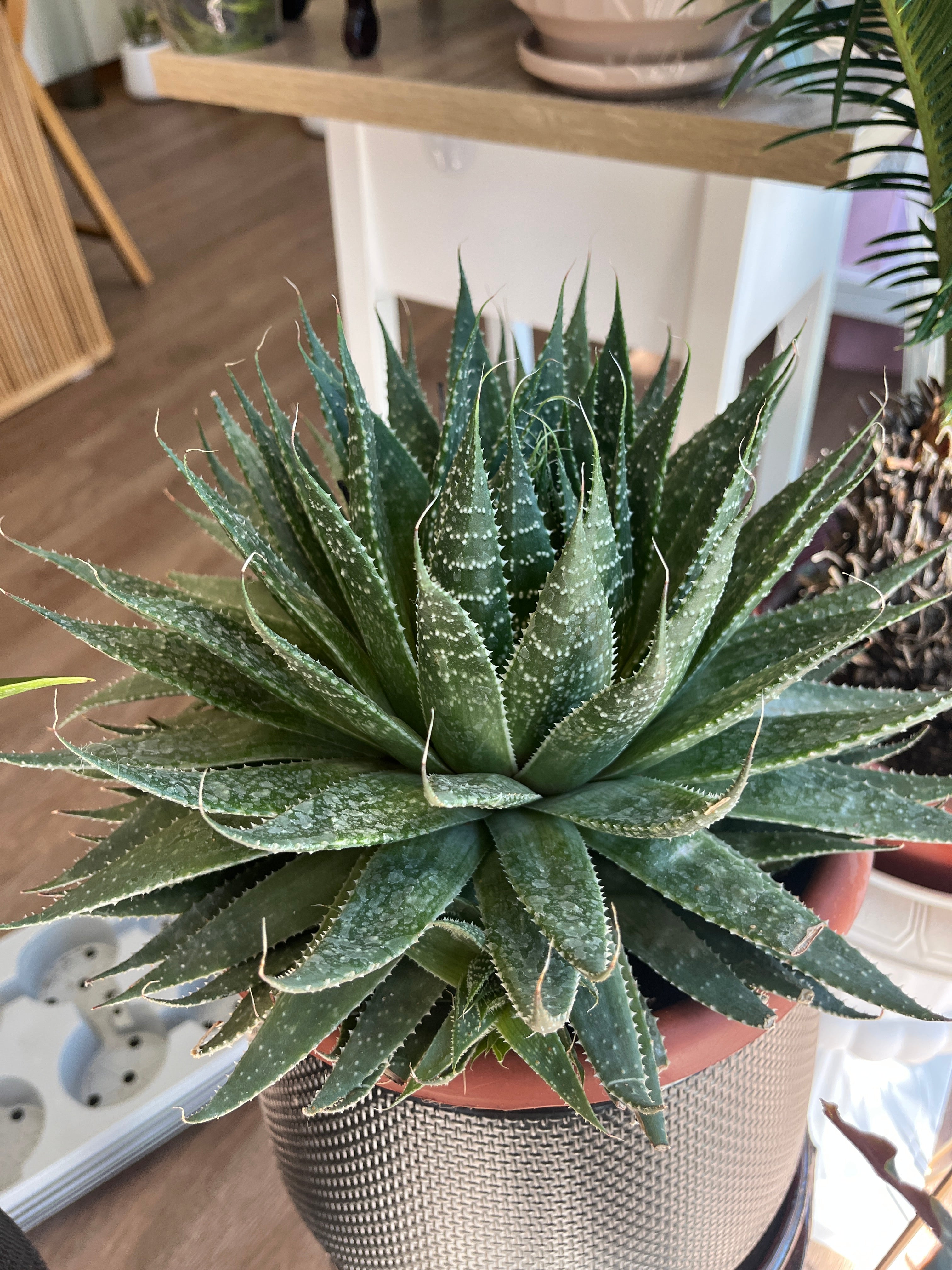 Aristaloe