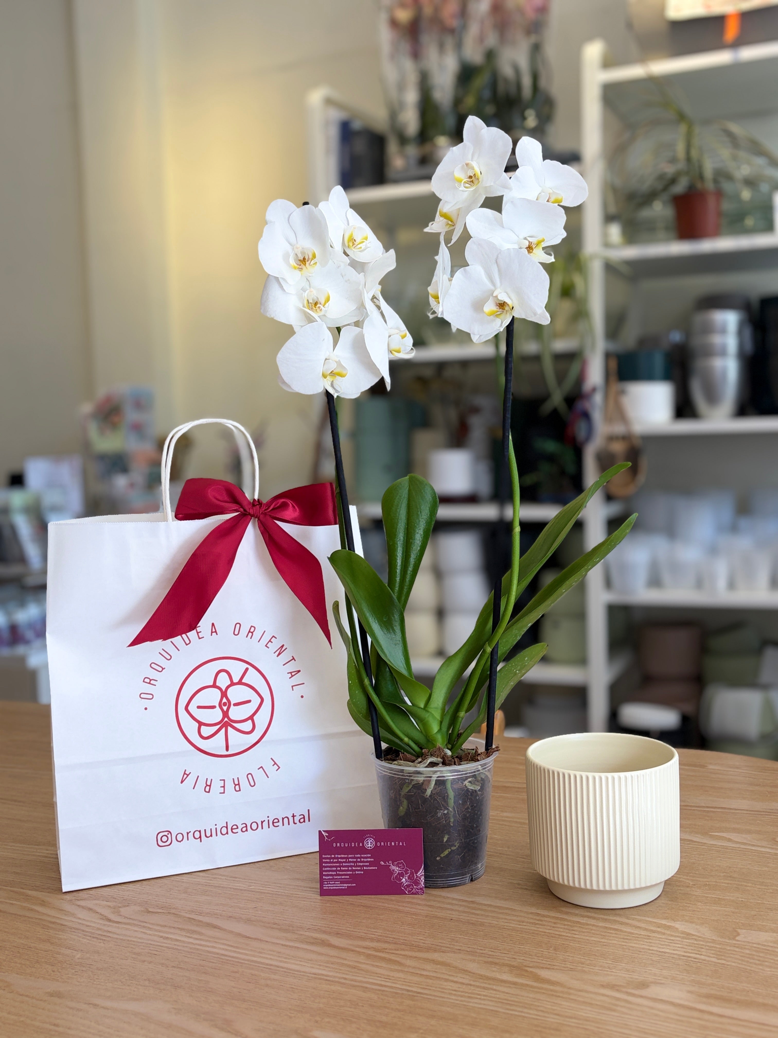 Orquidea+portamacetero de ceramica GRATIS 🎁