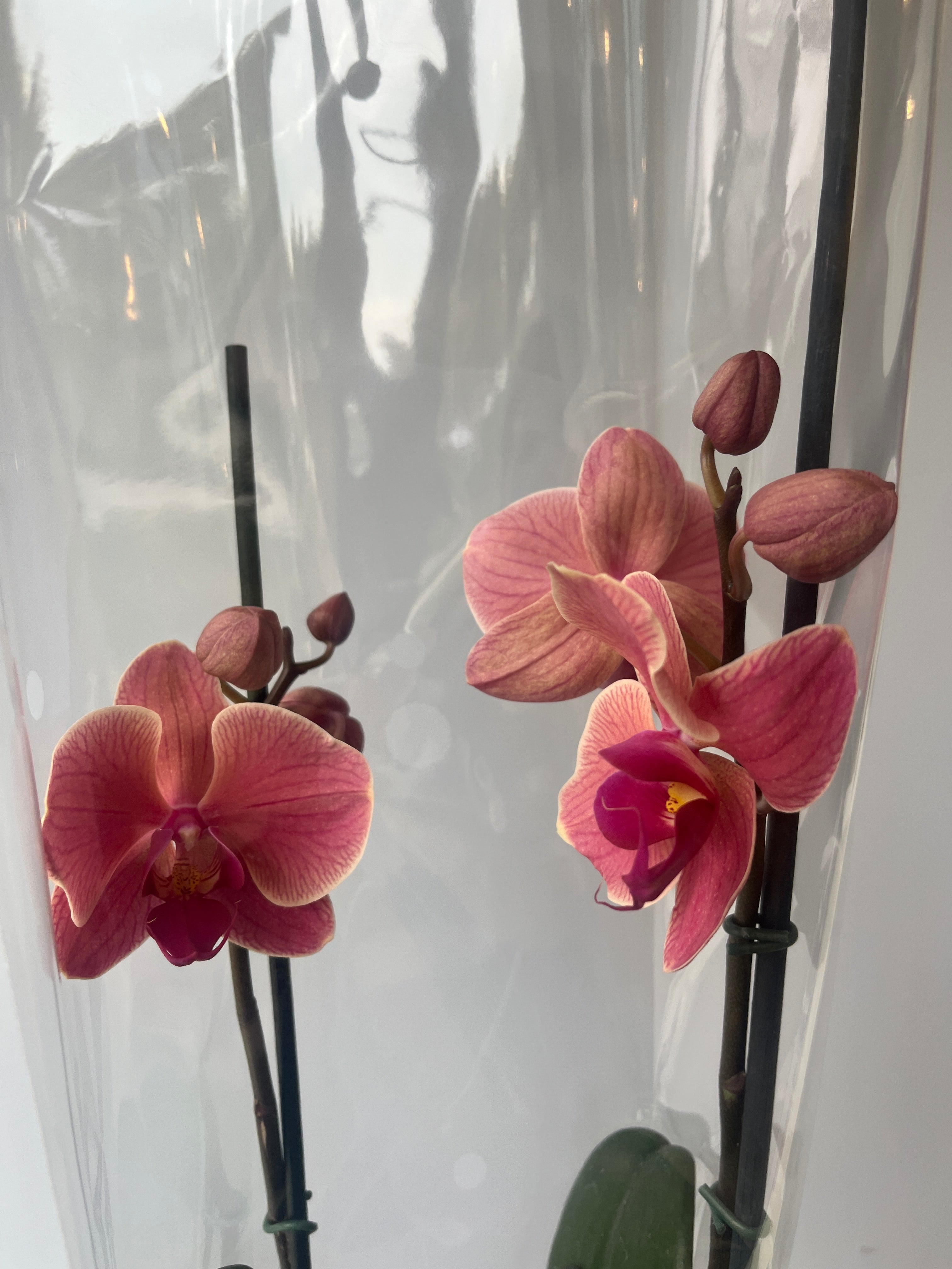 Mi primera orquidea🌸