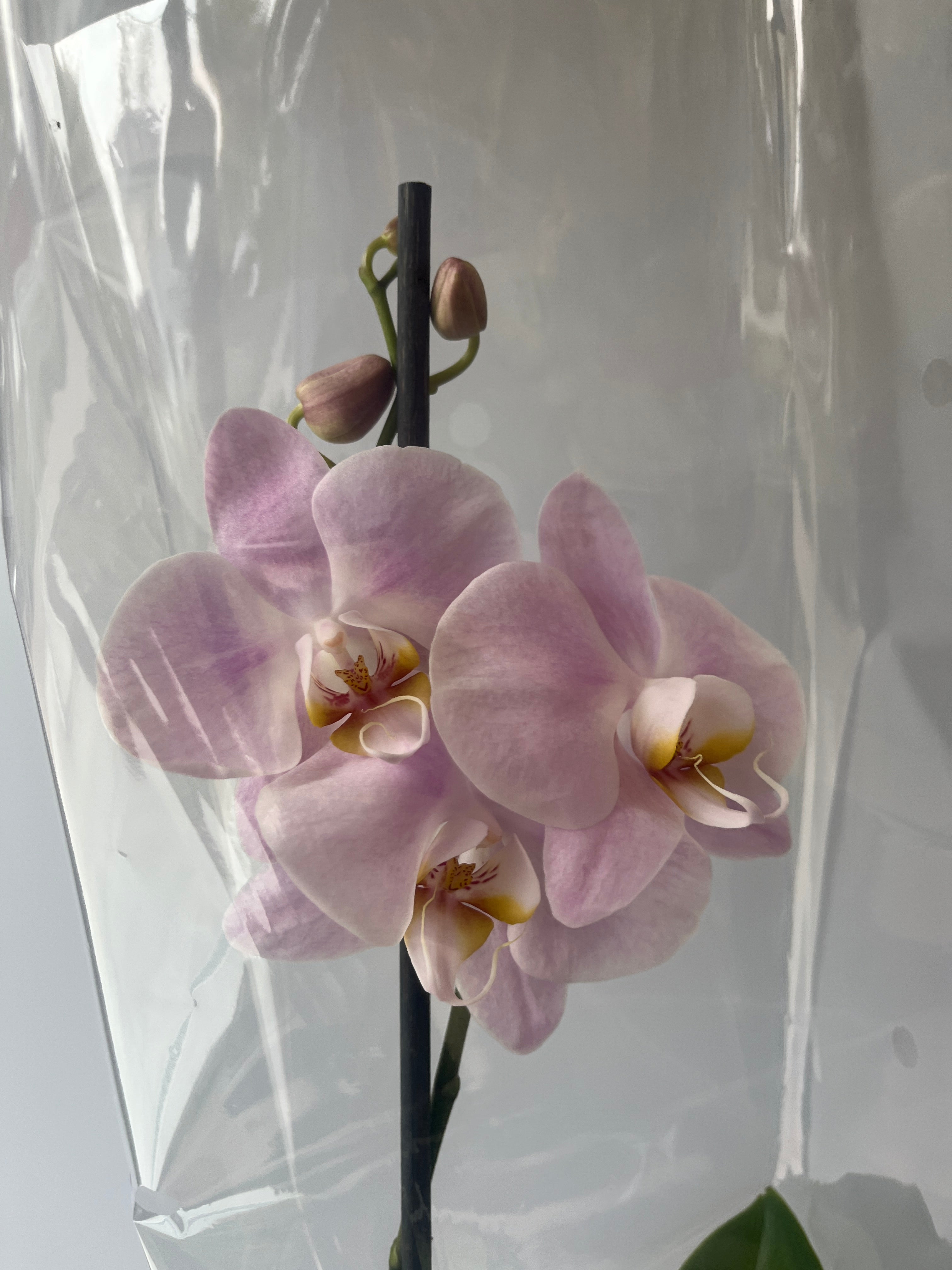 Mi primera orquidea🌸