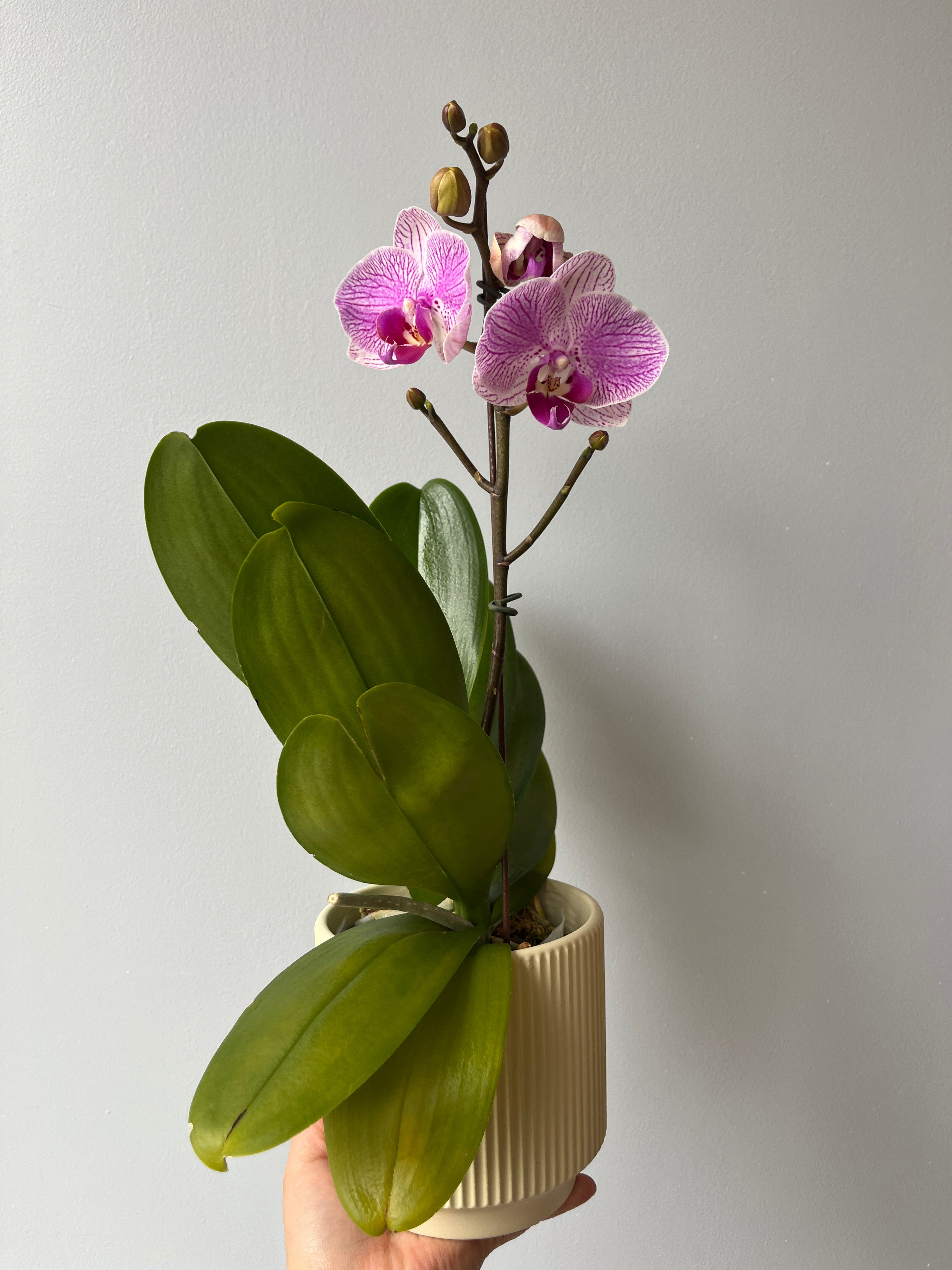 Arreglo orquideas cariño (orquidea mediana)