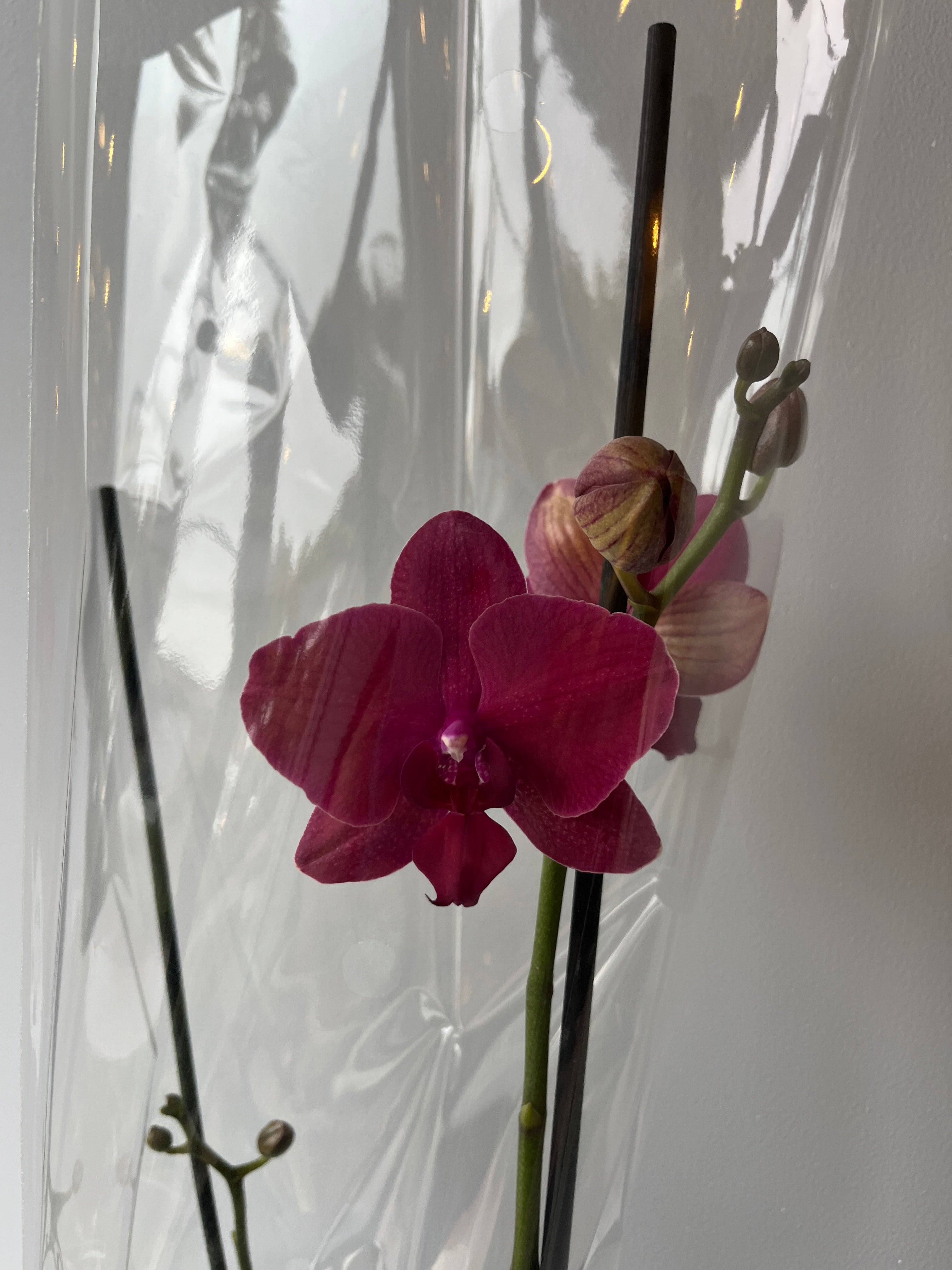 Mi primera orquidea🌸