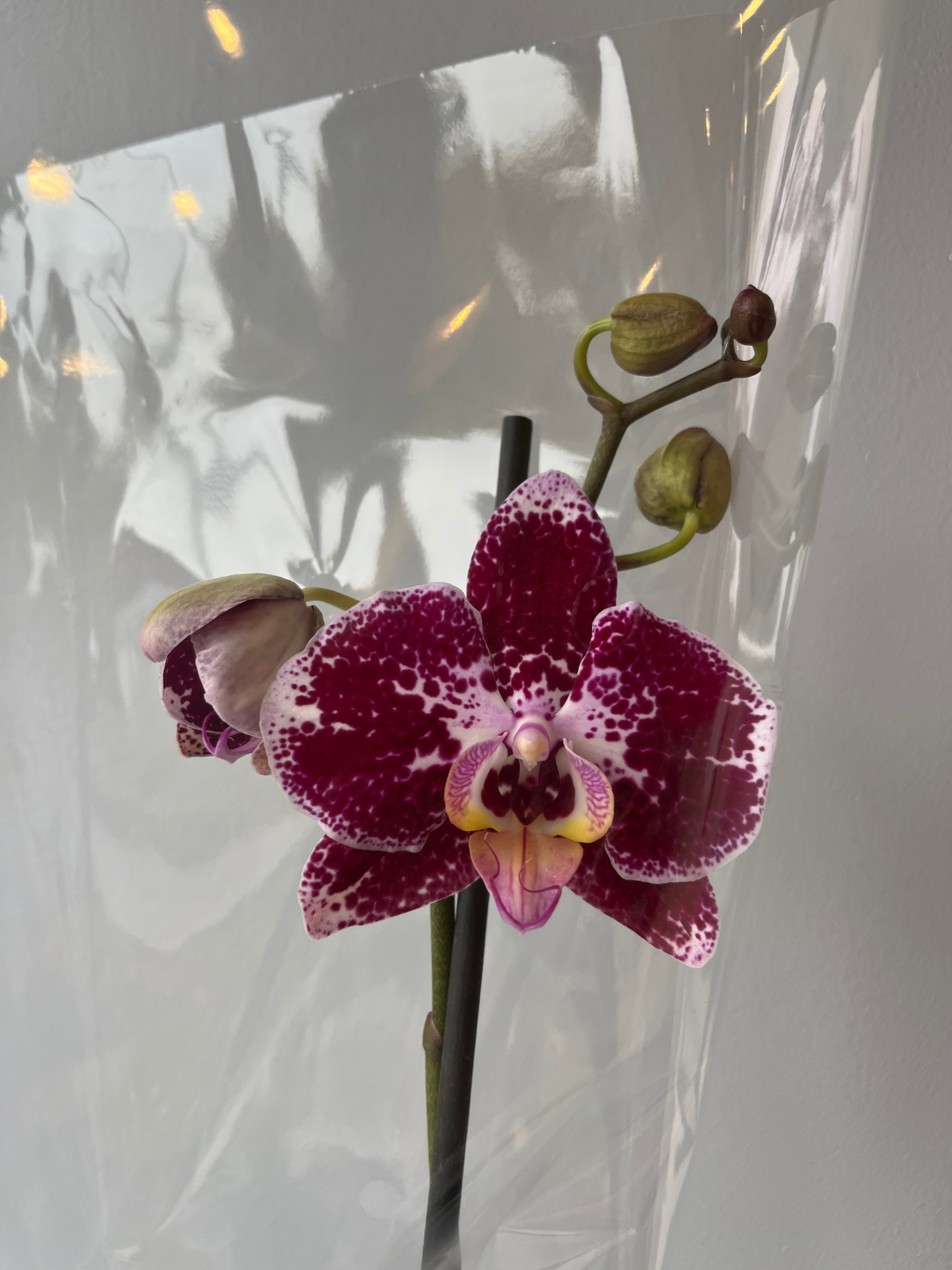 Mi primera orquidea🌸