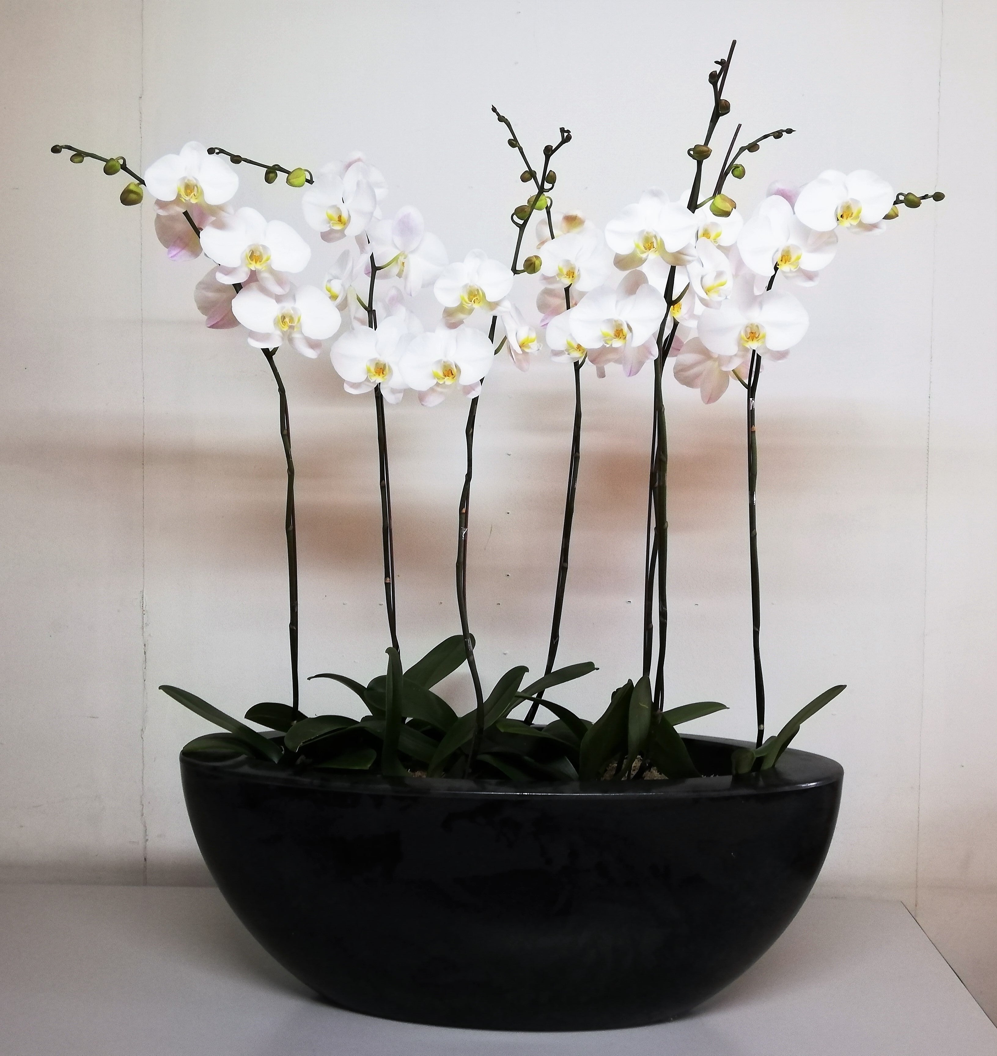 Arreglo planta orquidea equilibrio