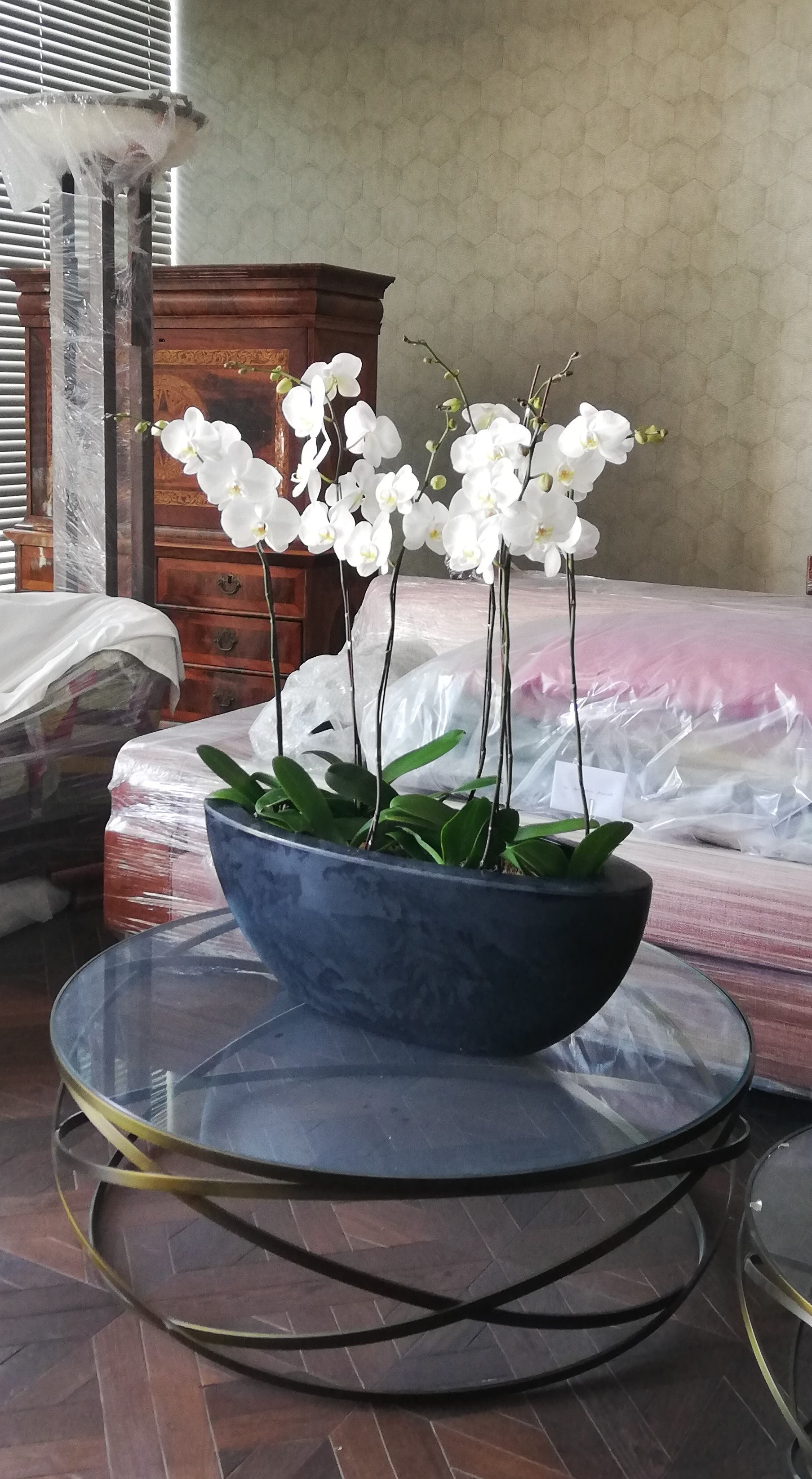Arreglo planta orquidea equilibrio