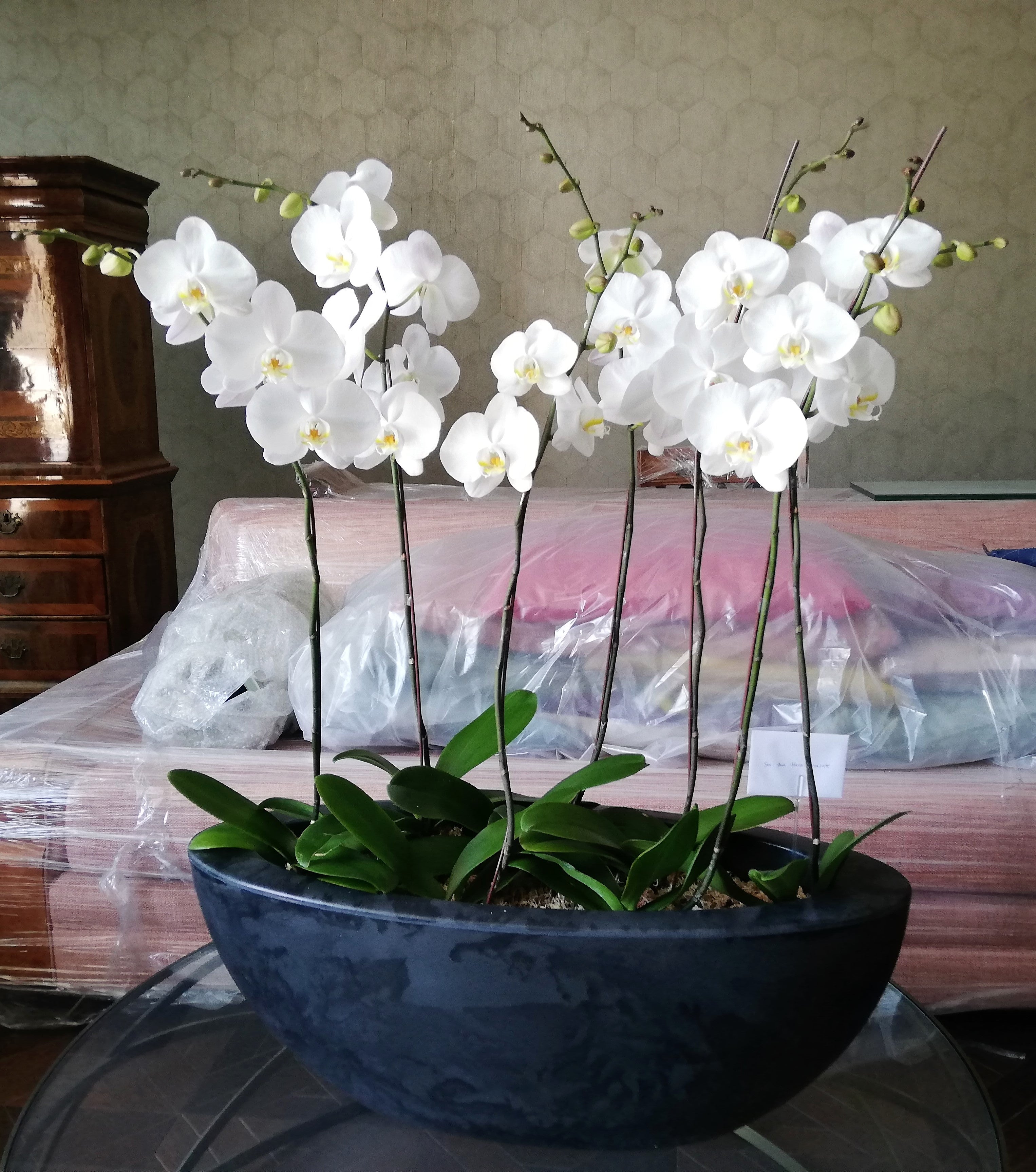 Arreglo planta orquidea equilibrio