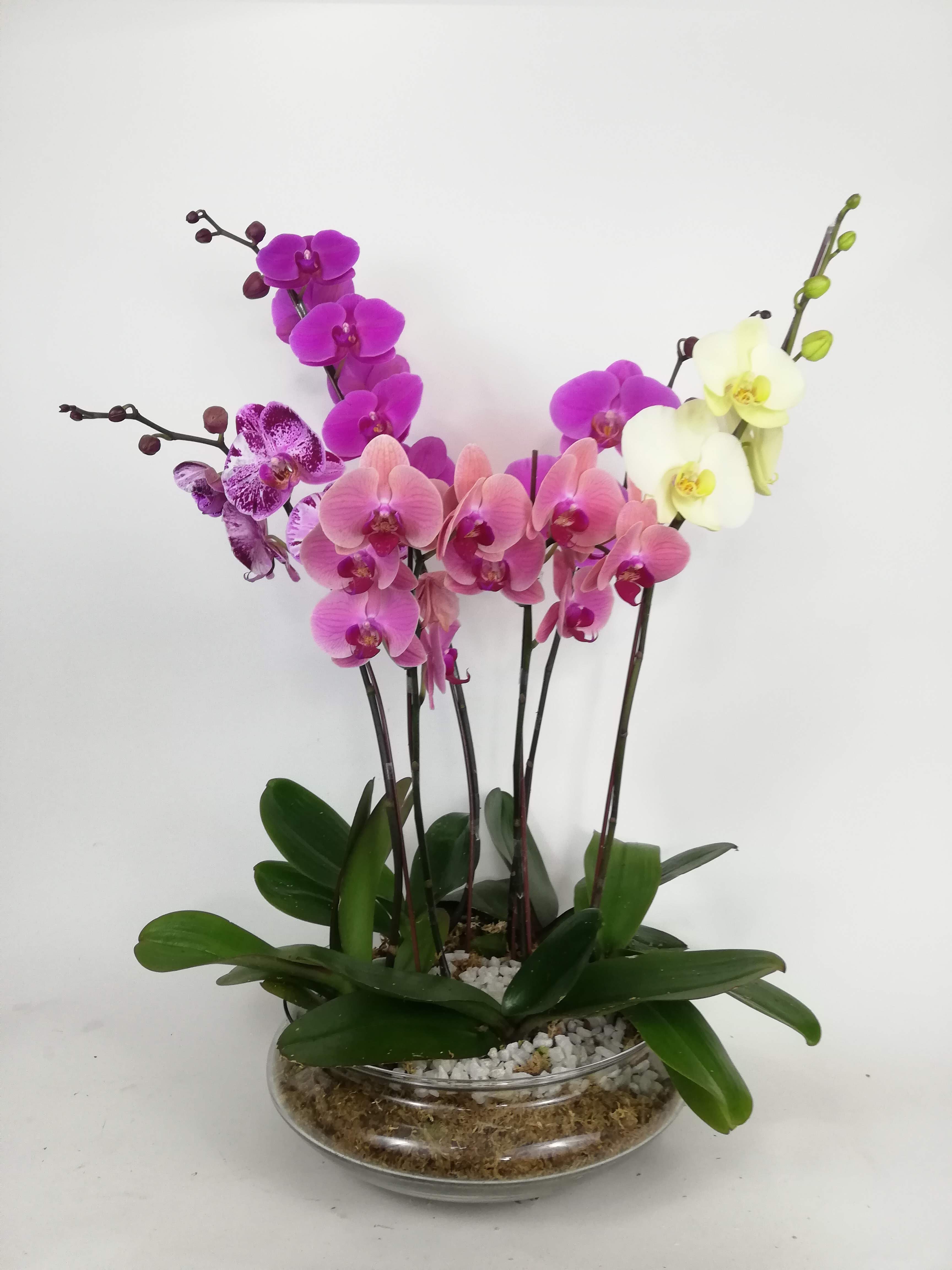 Arreglo en plantas Arcoiris