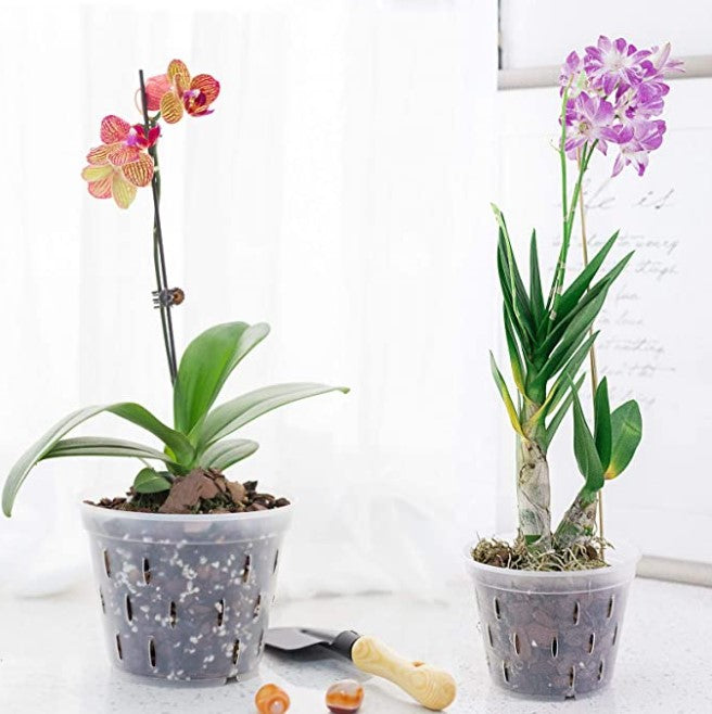 Set de macetero transparente especial para orquideas