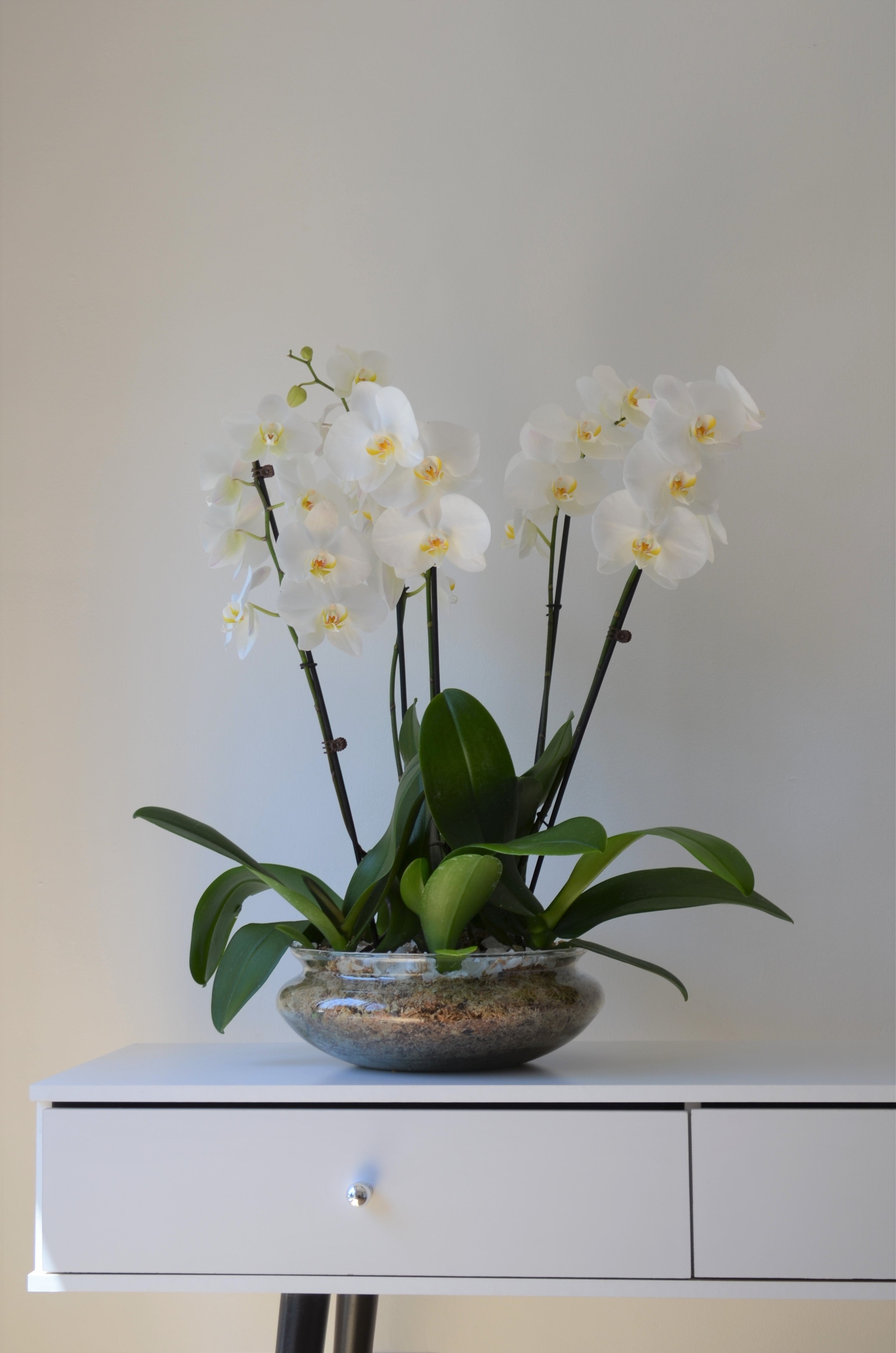 Arreglo en plantas Arcoiris