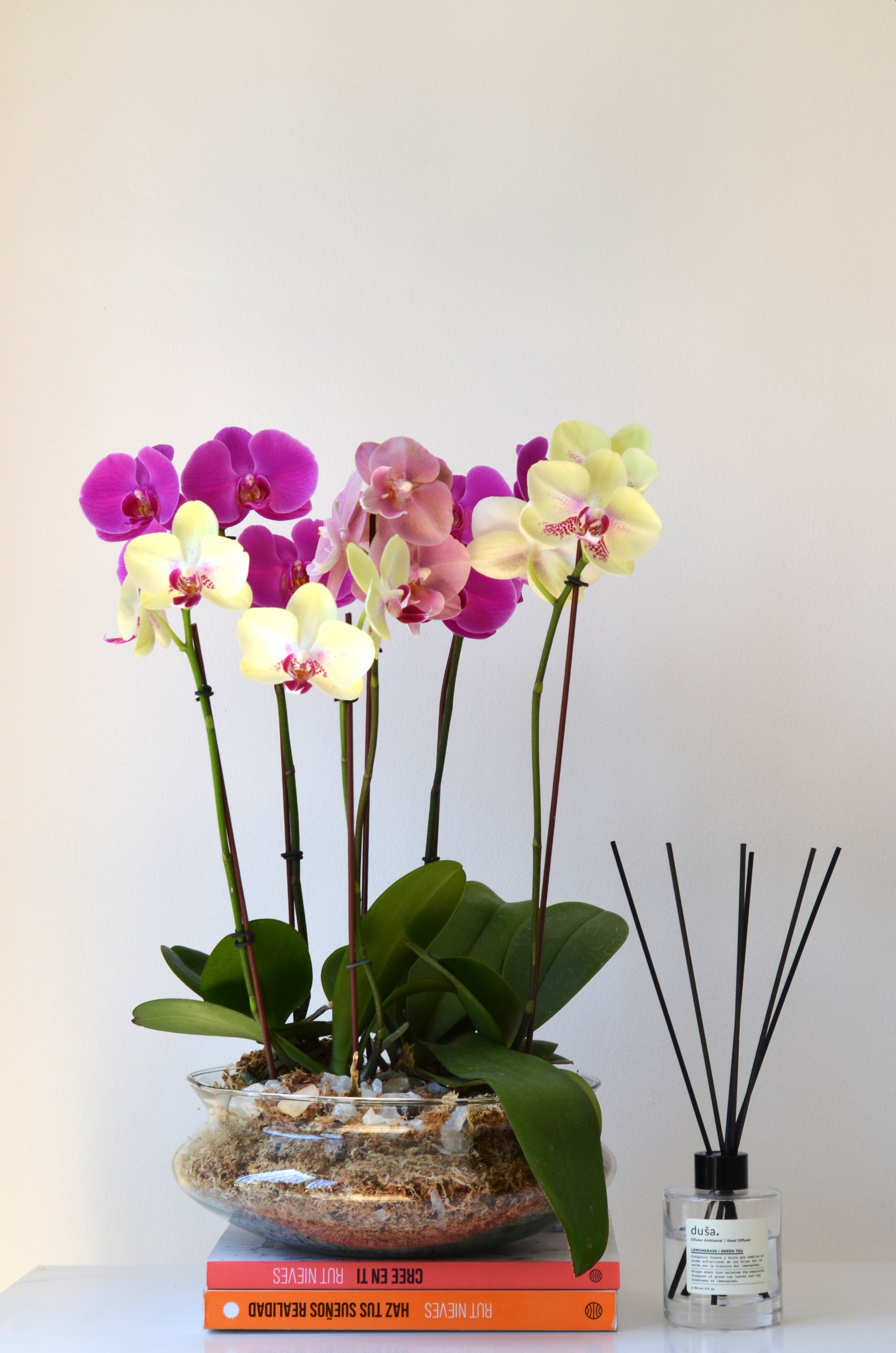 Arreglo en plantas orquideas pasion