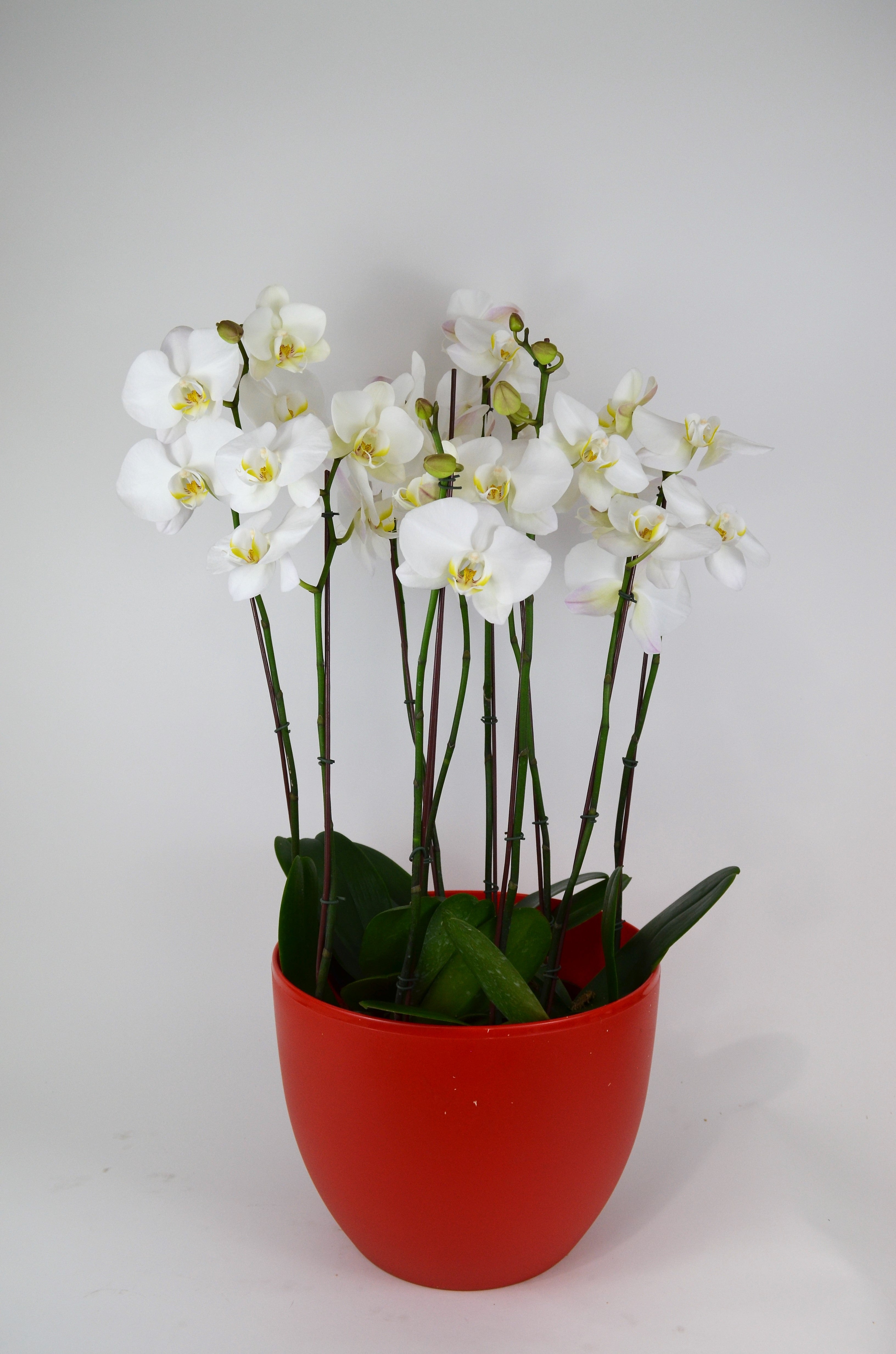 Arreglo planta orquidea solidaridad Rojo