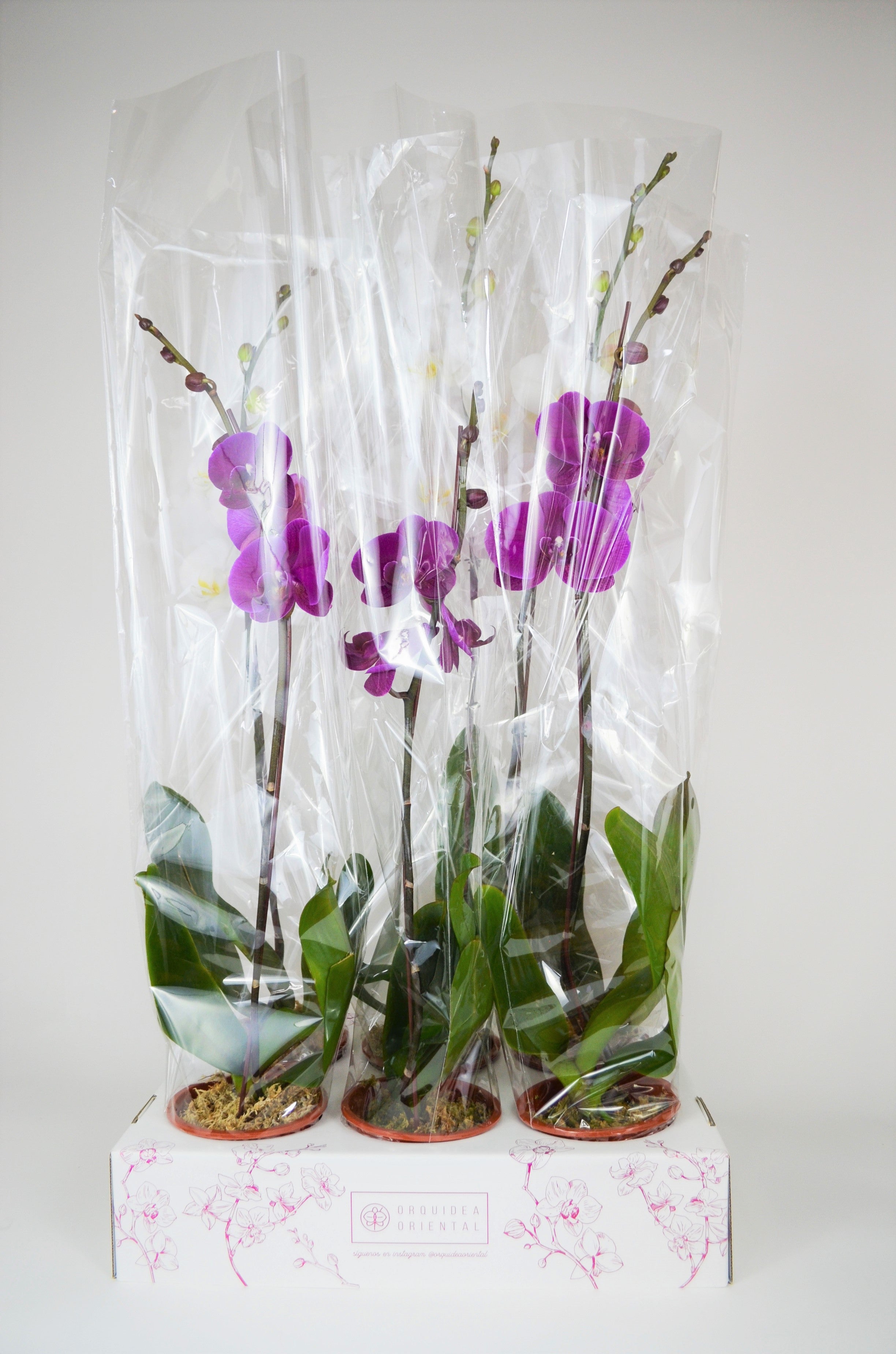 Por mayor 6 Orquideas