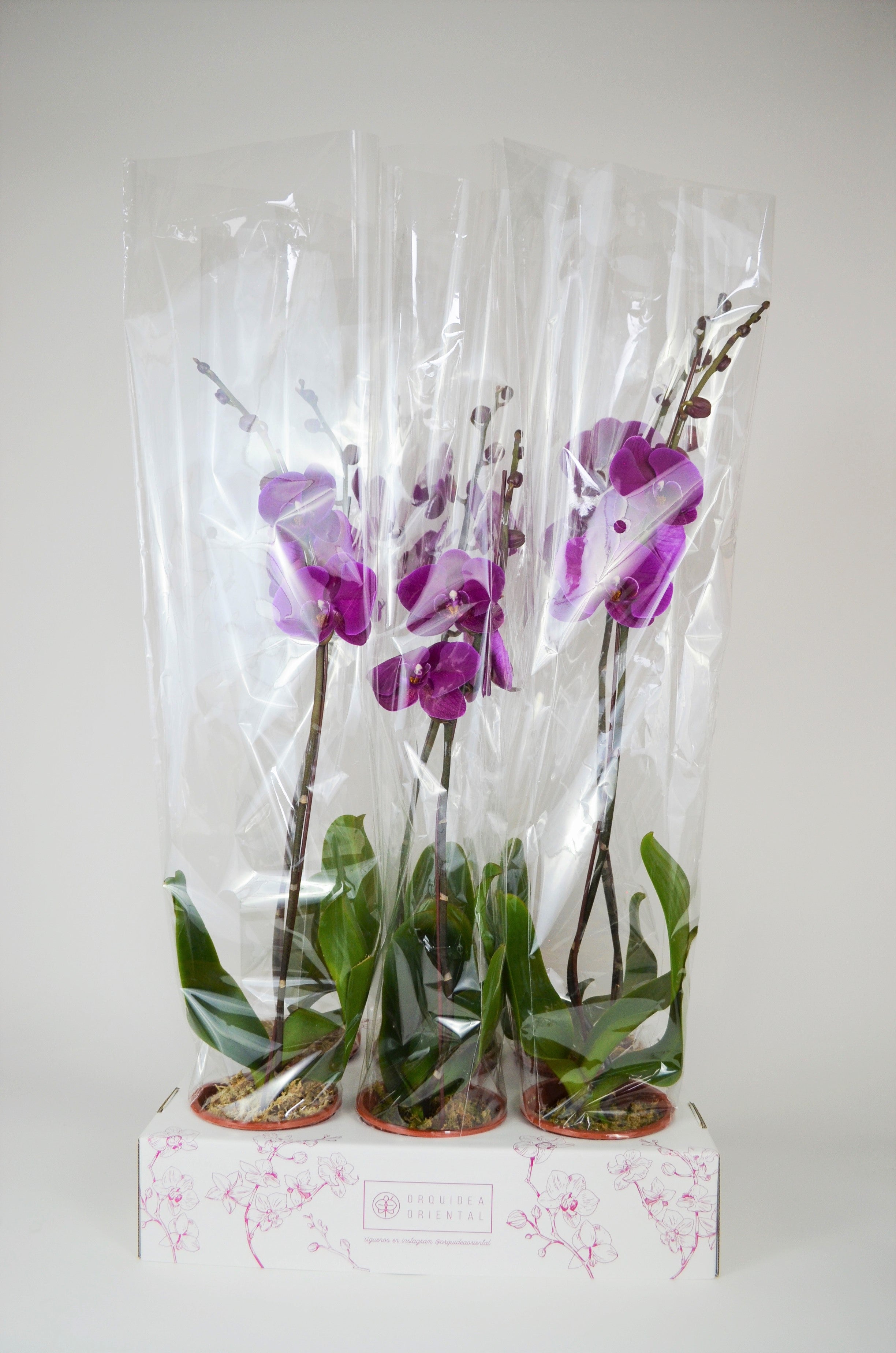 Por mayor 6 Orquideas