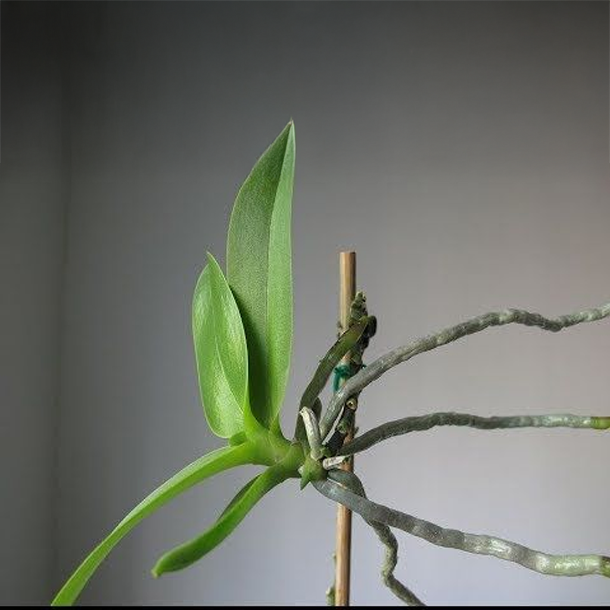Reproduccion natural de las orquideas : Keikis