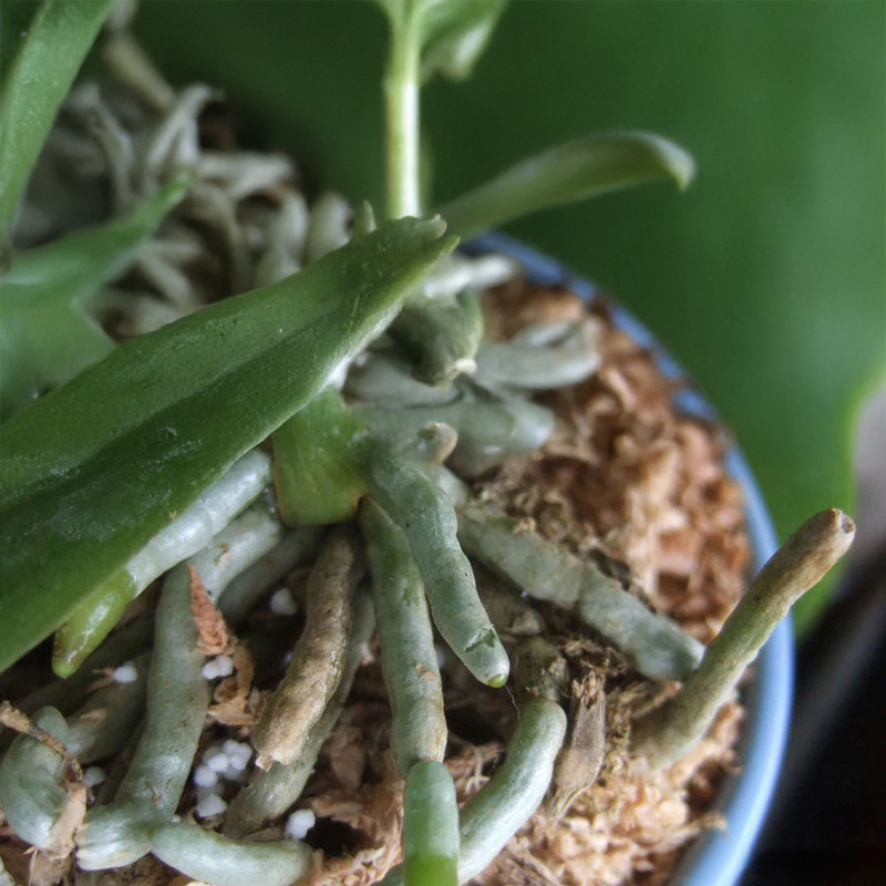 Video Tutorial  Fertilizacion de Orquideas Phalaenopsis