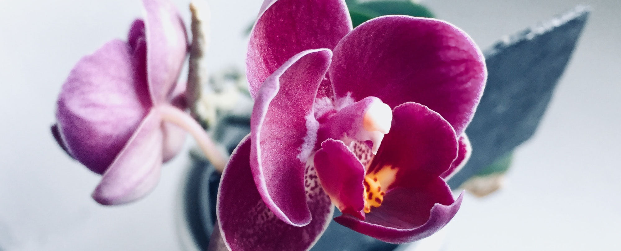 Arreglos de orquidas en Plantas