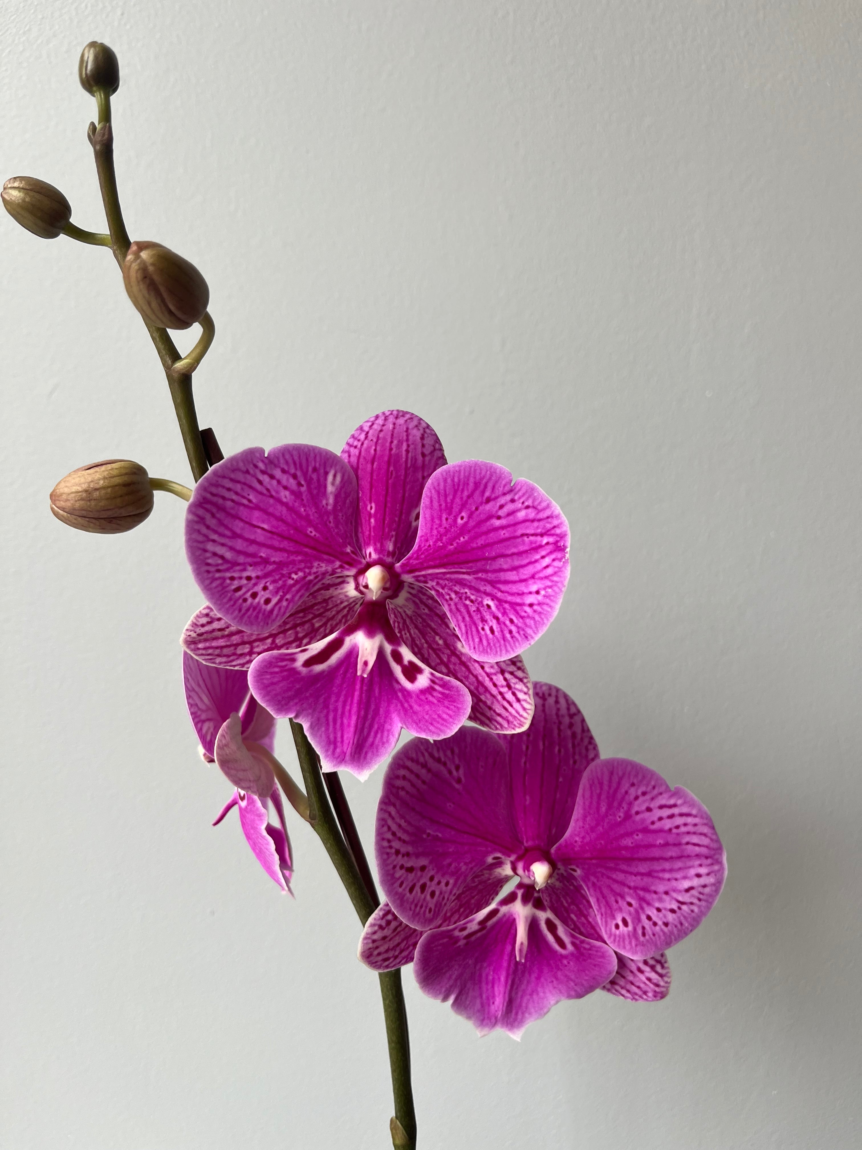 Orquídea Fucsia Mariposa