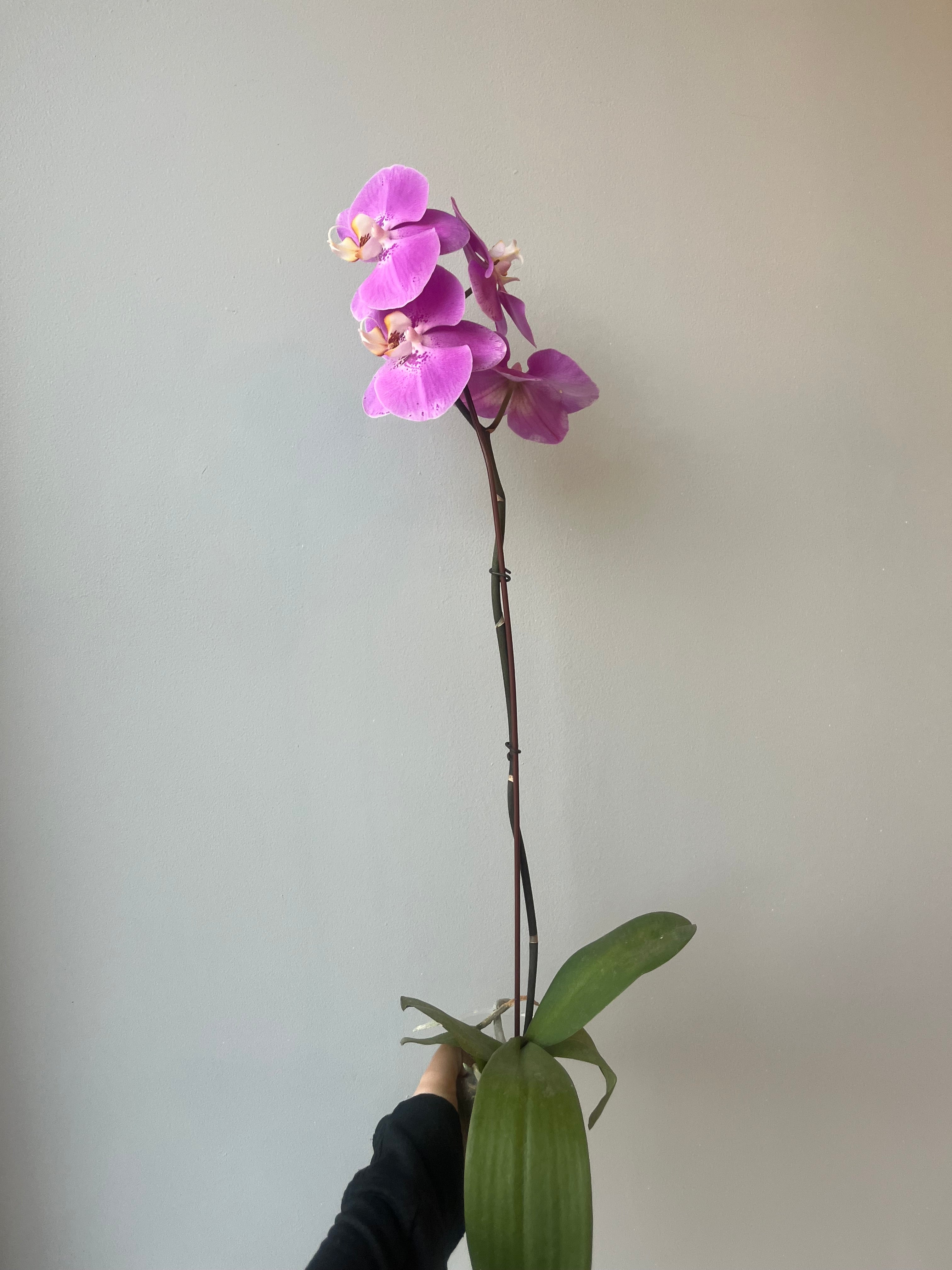 Orquídea Rosa Mediana Liquidación