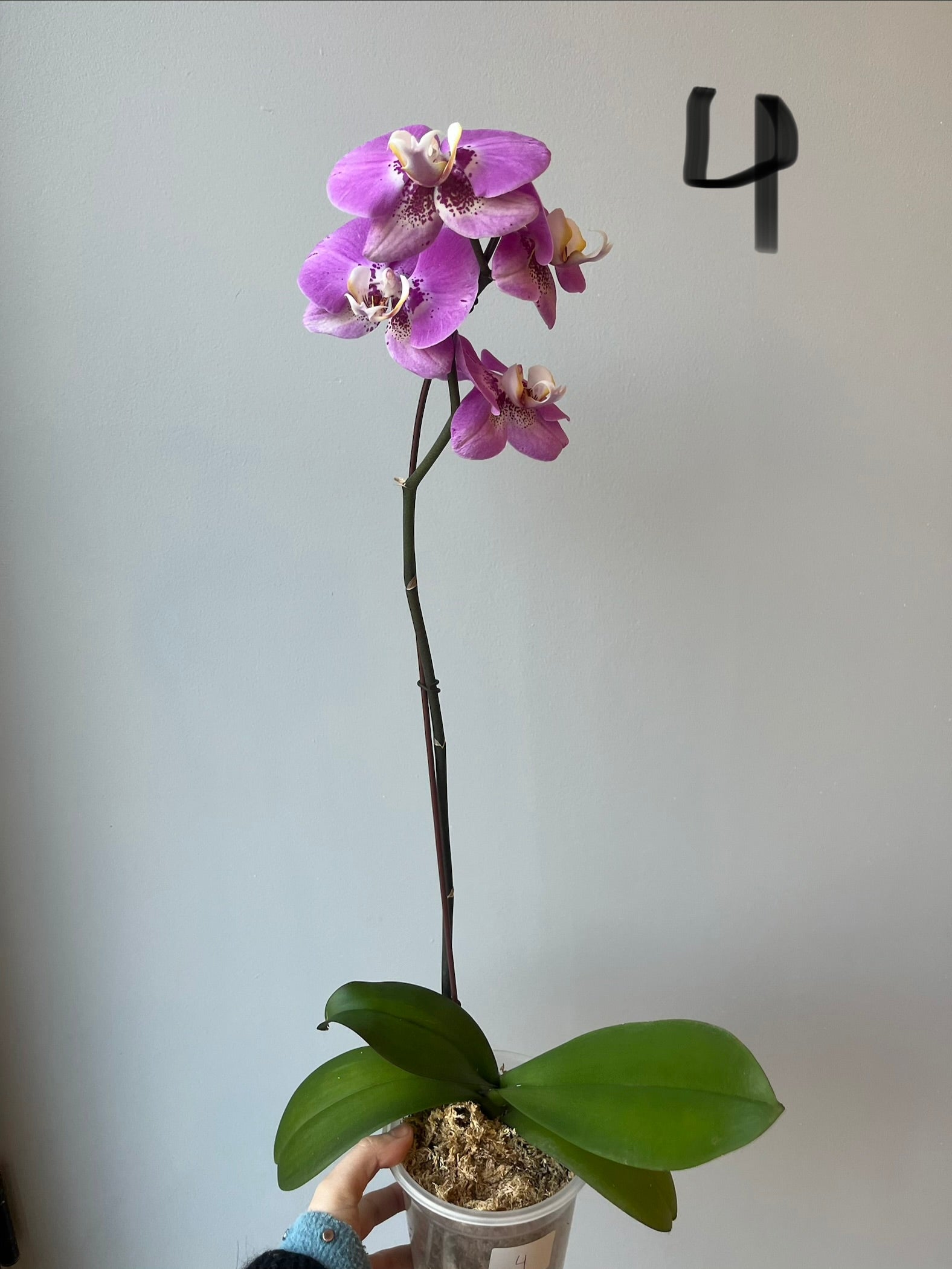 Orquídeas Grandes Fucsias  Tonos