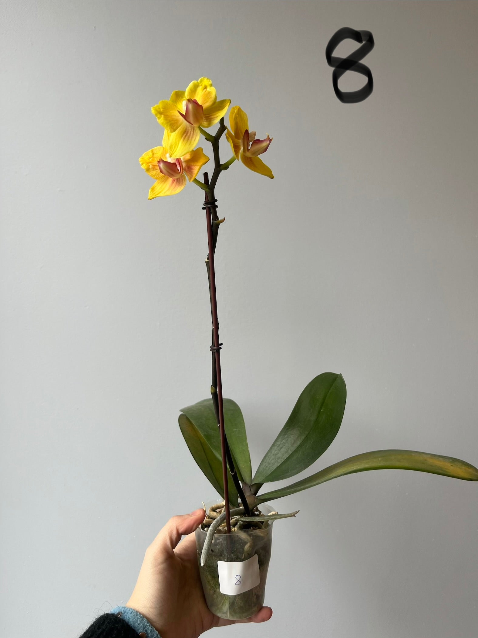 Orquídeas Medianas Amarillas