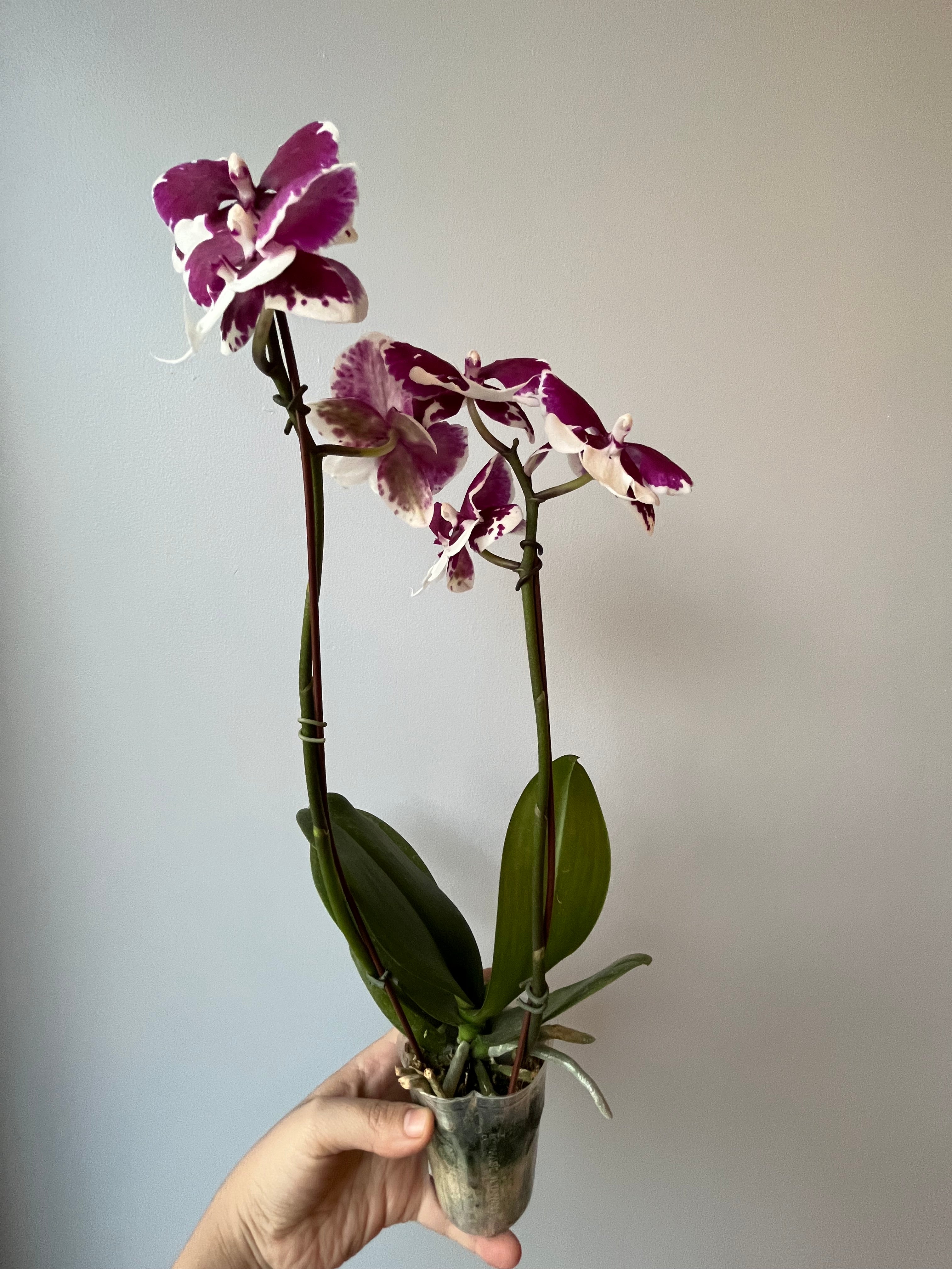 Orquídea Doble Pequeña Lila Oscuro
