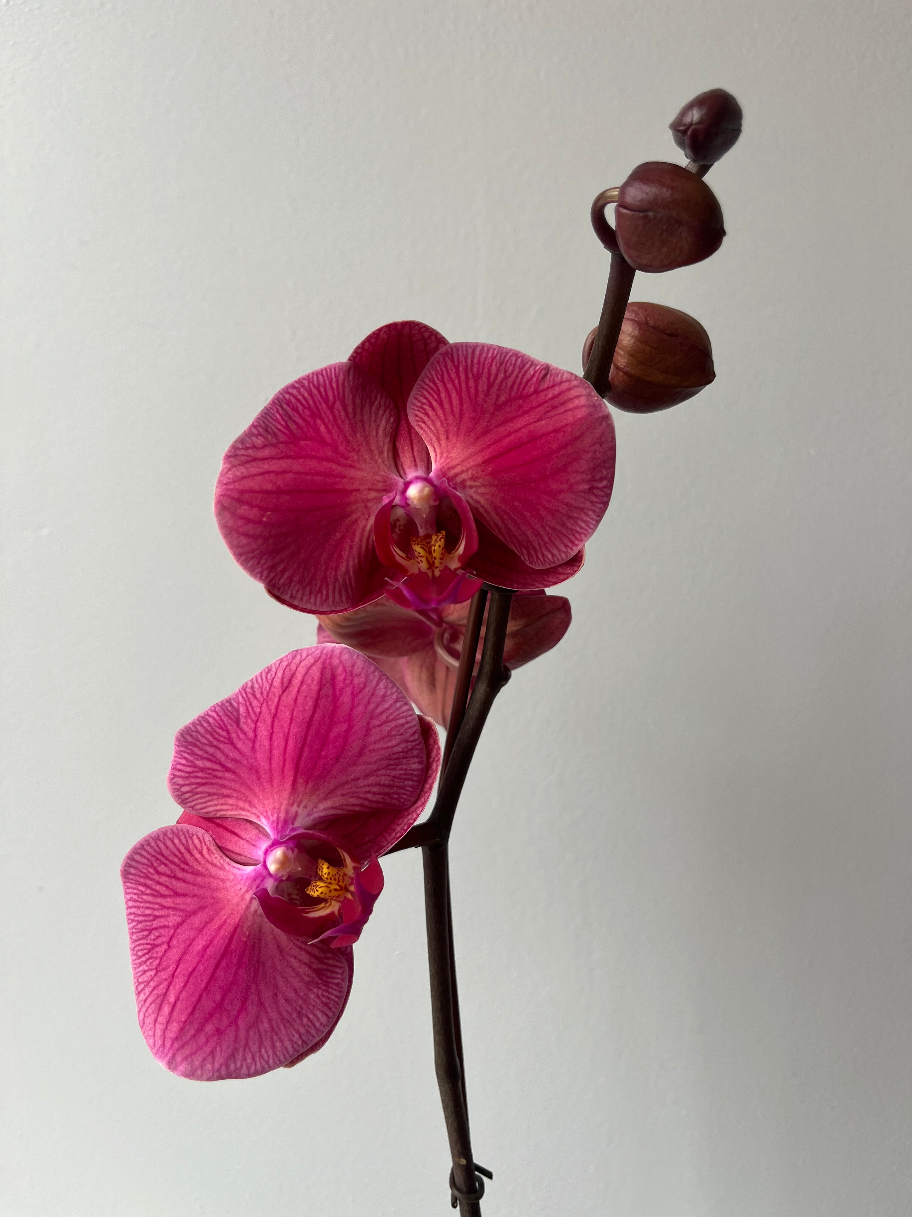 Orquídea Coral