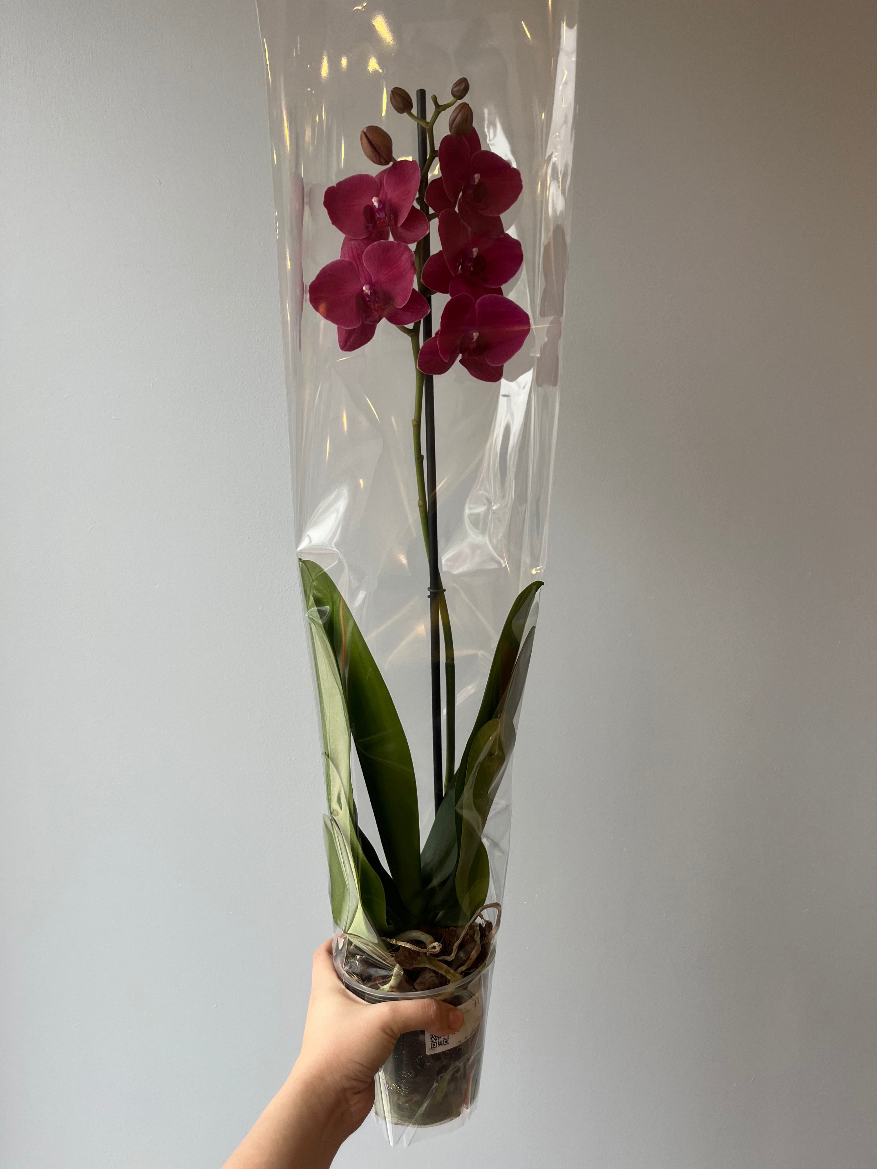 Orquídea Fucsia Rojizo