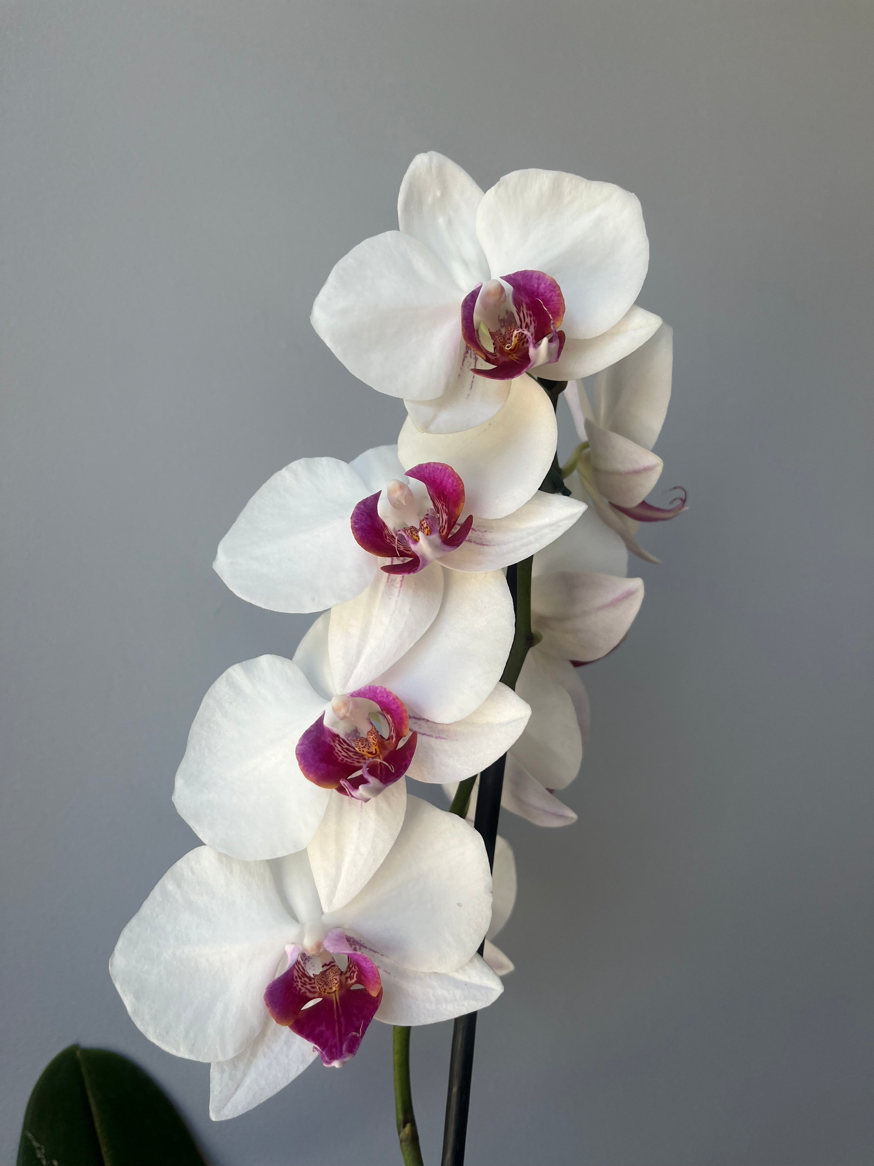 Orquídea Blanca Centro Fucsia Una Vara
