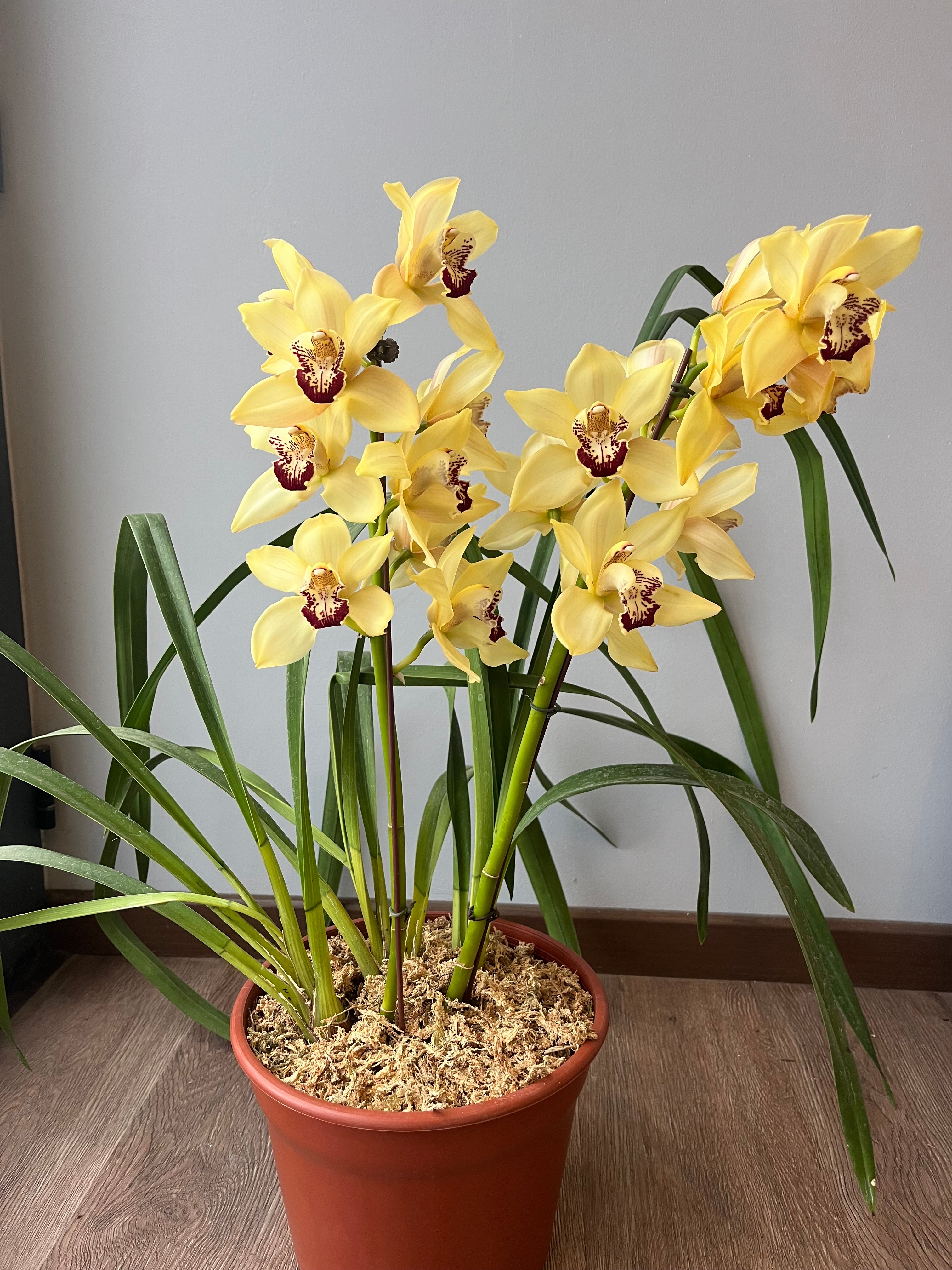 Orquídea Cymbidium Amarilla