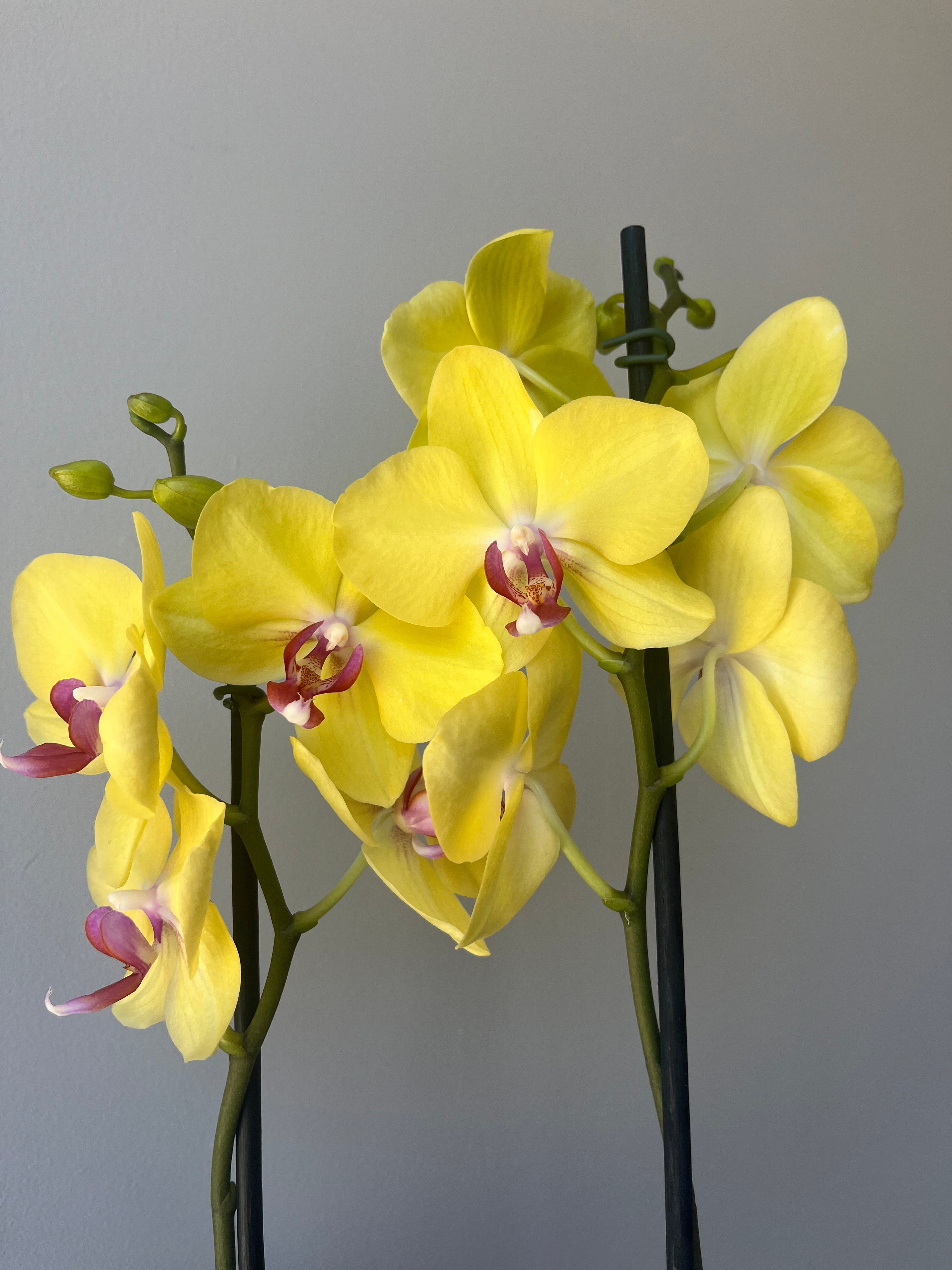 Orquídea Amarilla Centro Fucsia Dos Varas