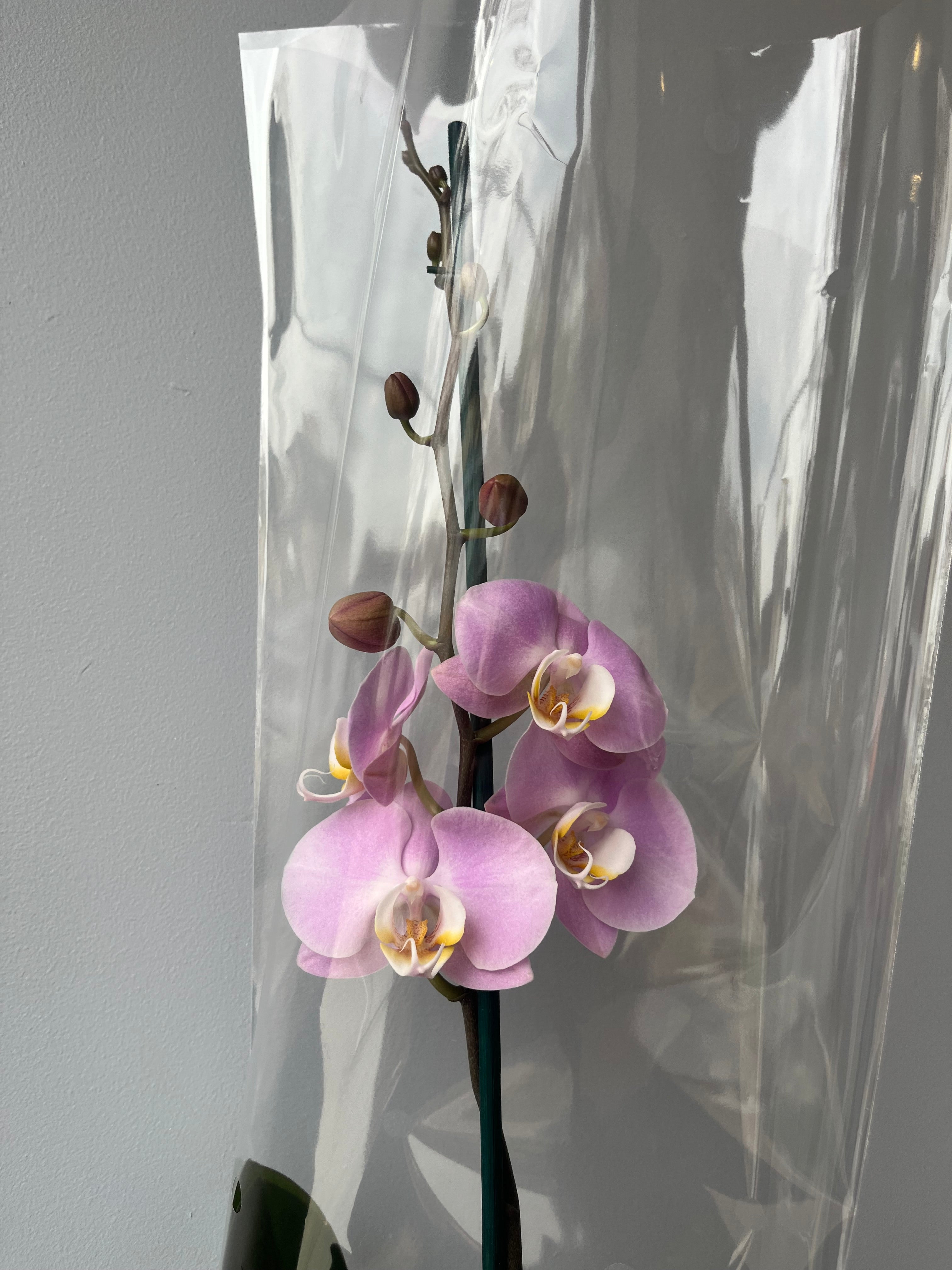 Orquídea Rosa Palo