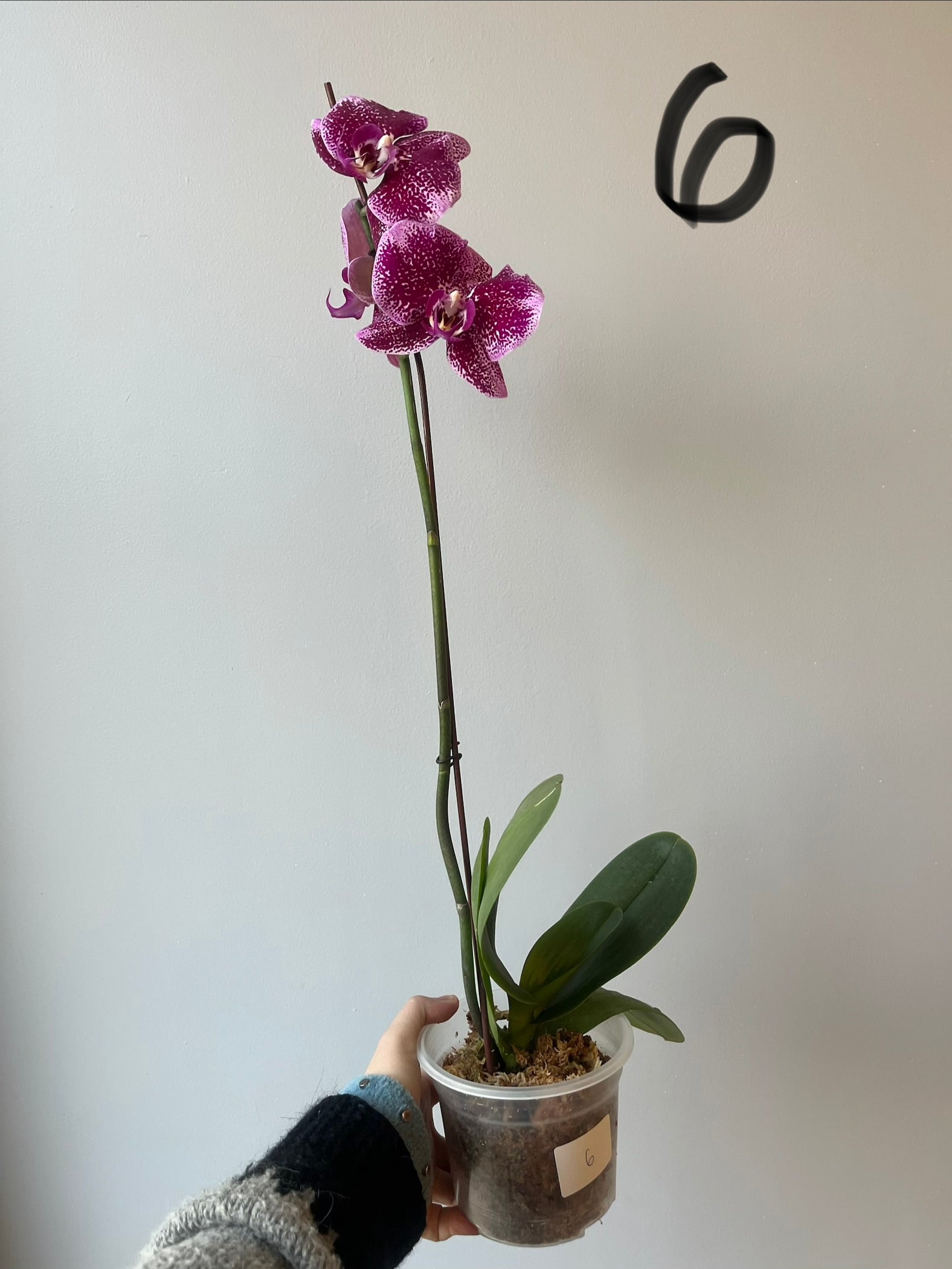 Orquídeas Grandes Fucsias  Tonos
