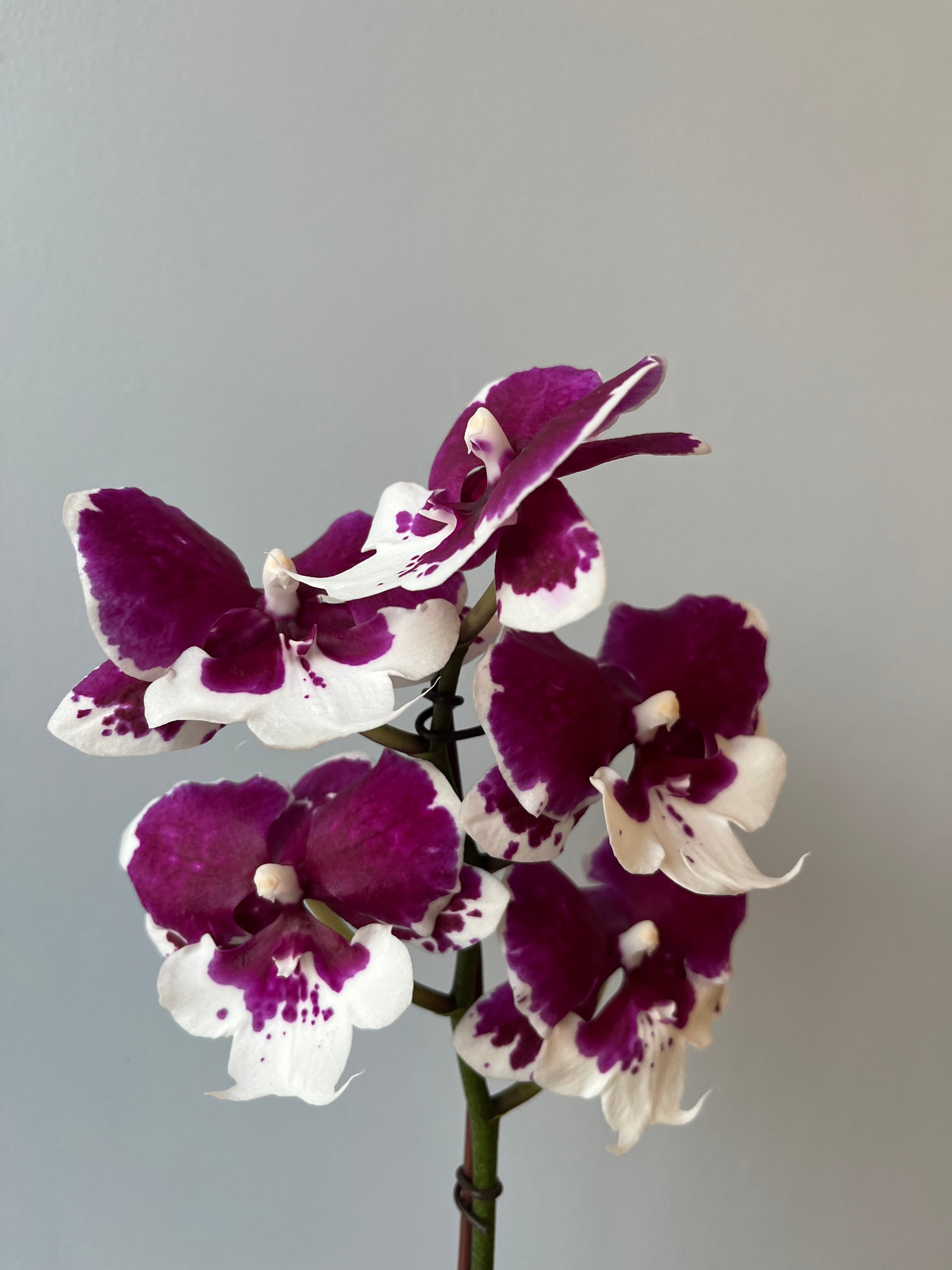 Orquídea Pequeña Lila Oscuro