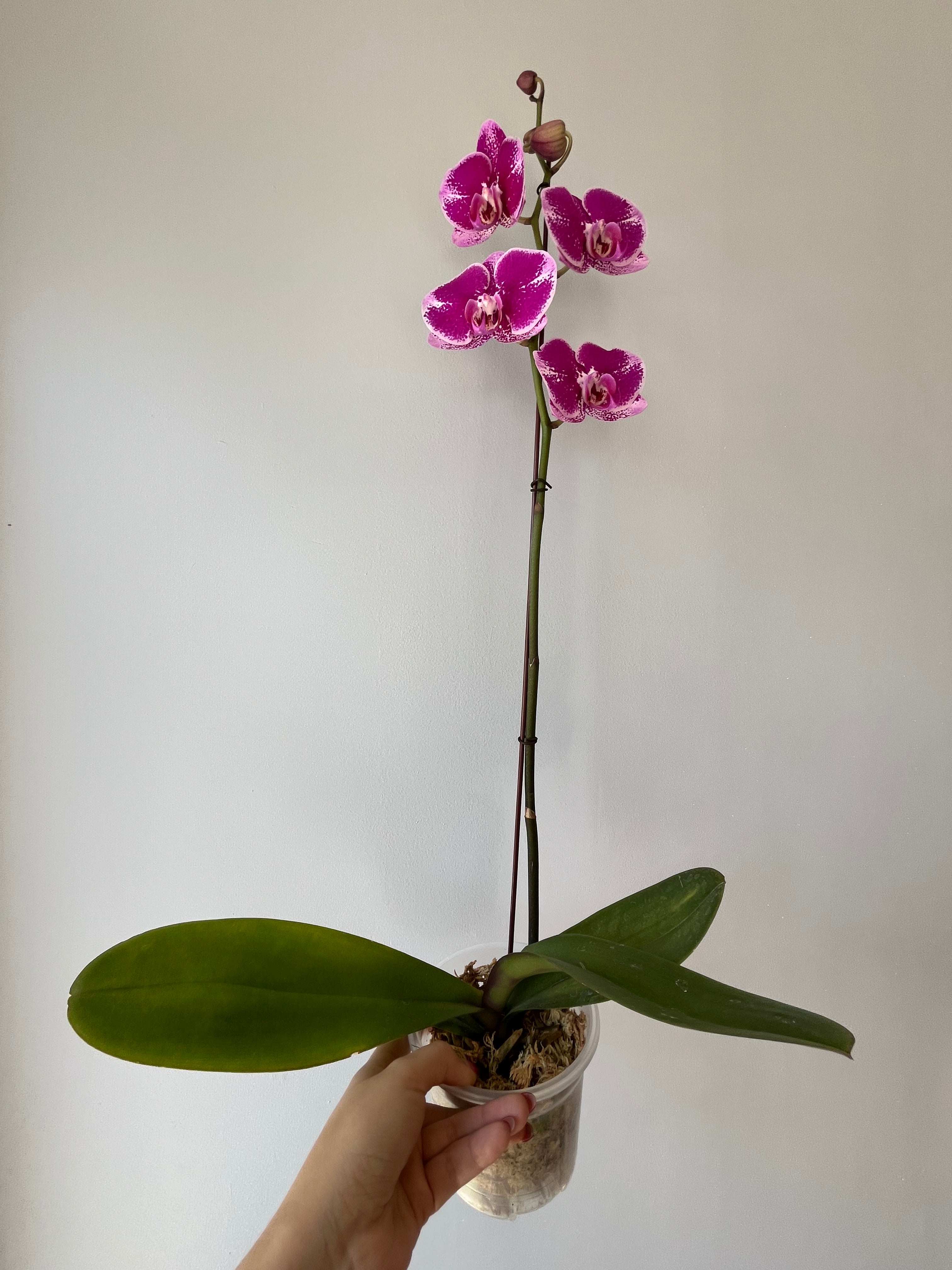 Orquídea Fucsia Rosa Una Vara