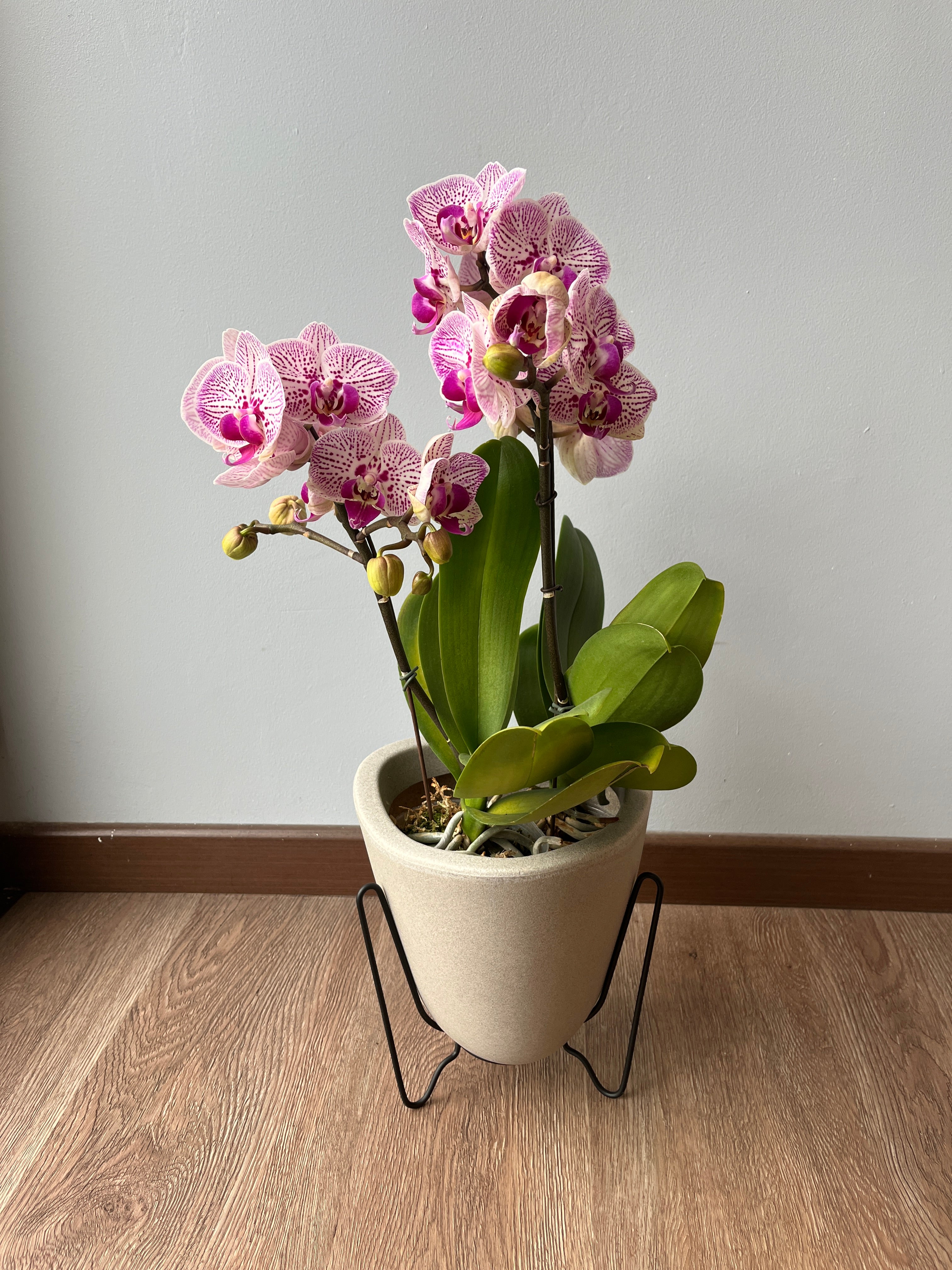 Arreglo de orquideas sutileza