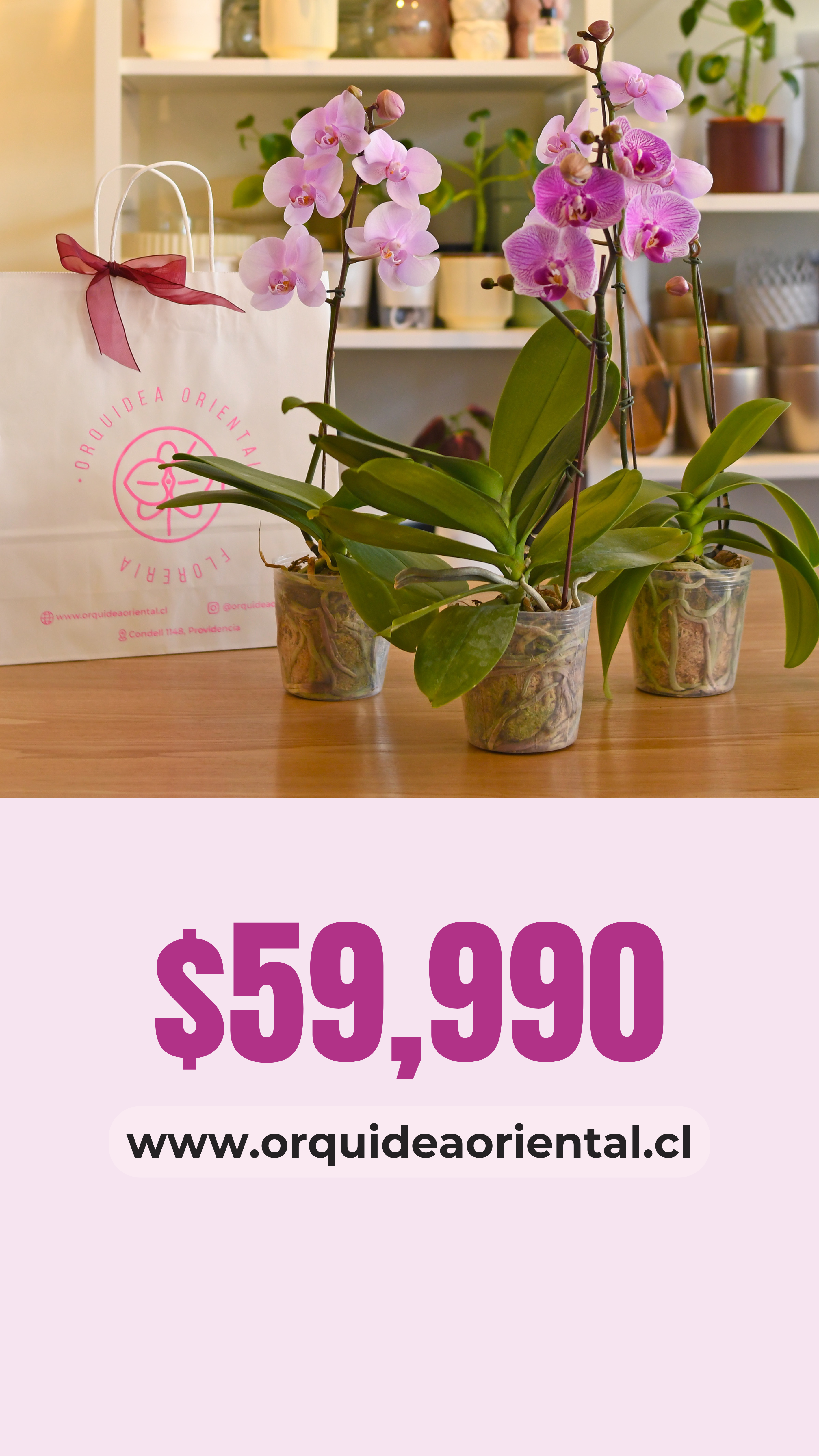 Promo 3x2 en orquideas
