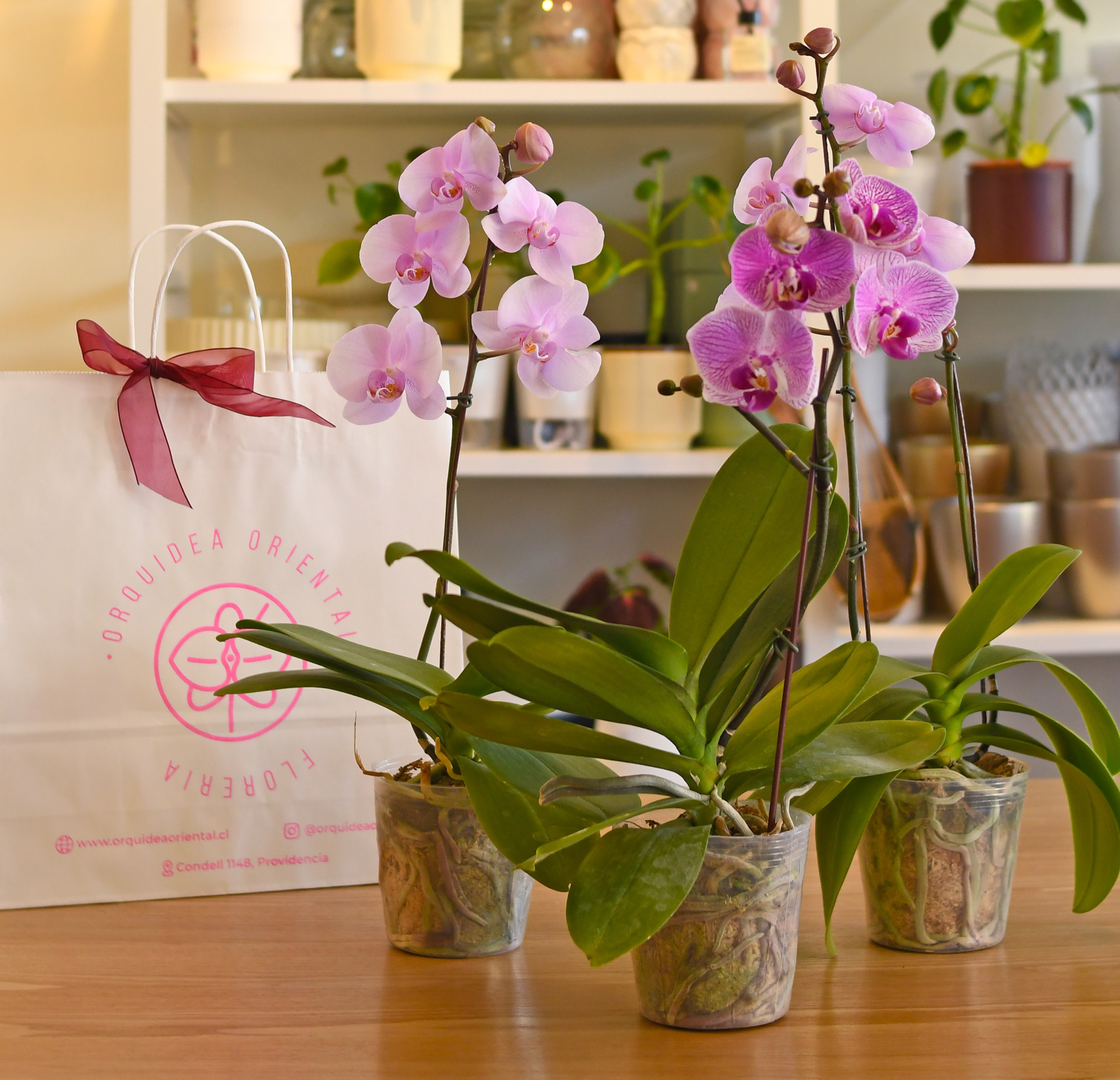 Promo 3x2 en orquideas