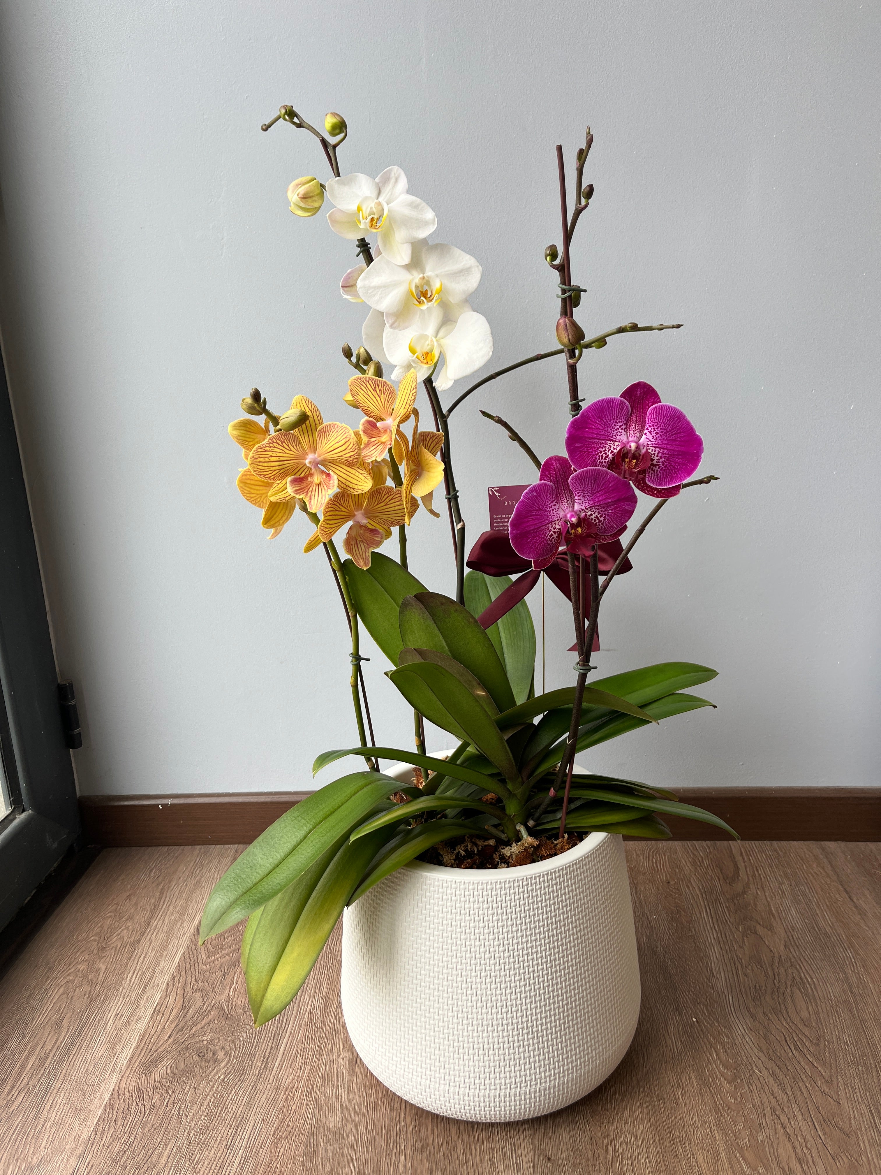 3 orquideas grandes en macetero blanco