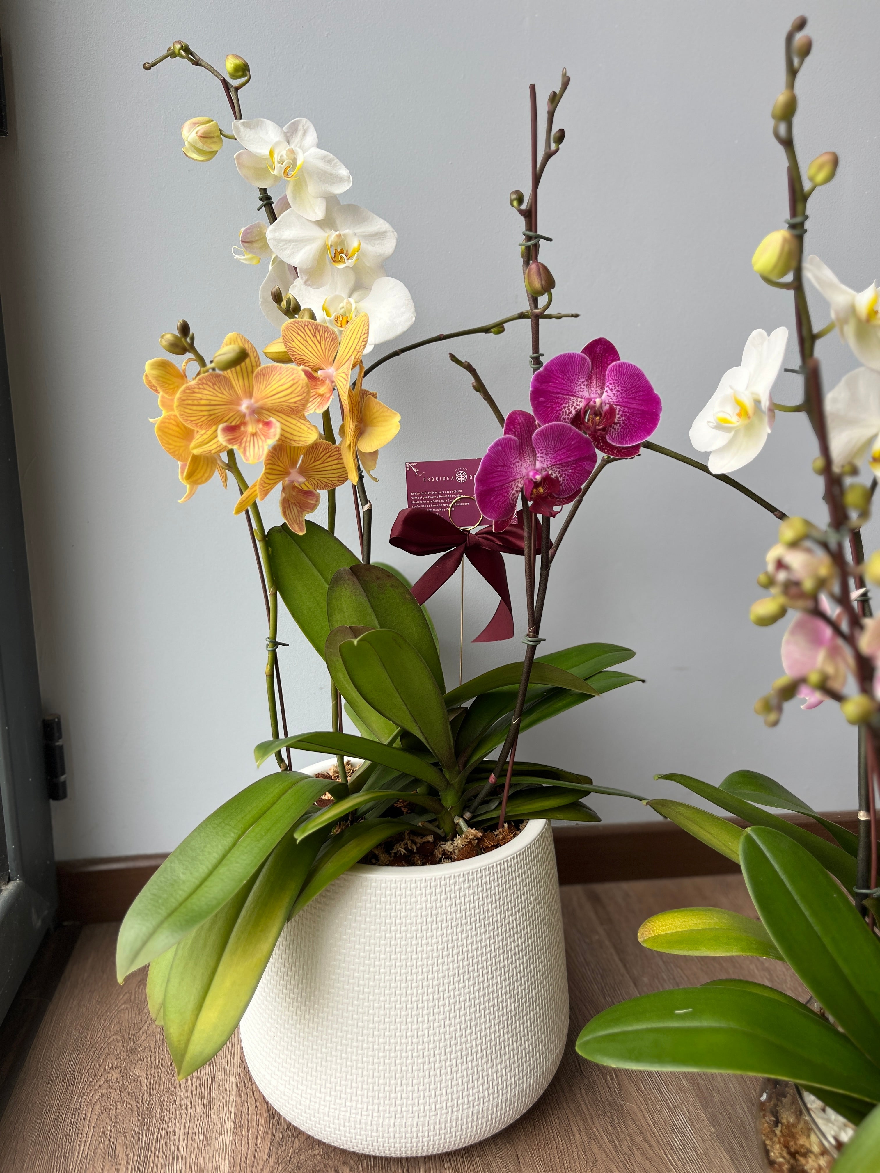 3 orquideas grandes en macetero blanco