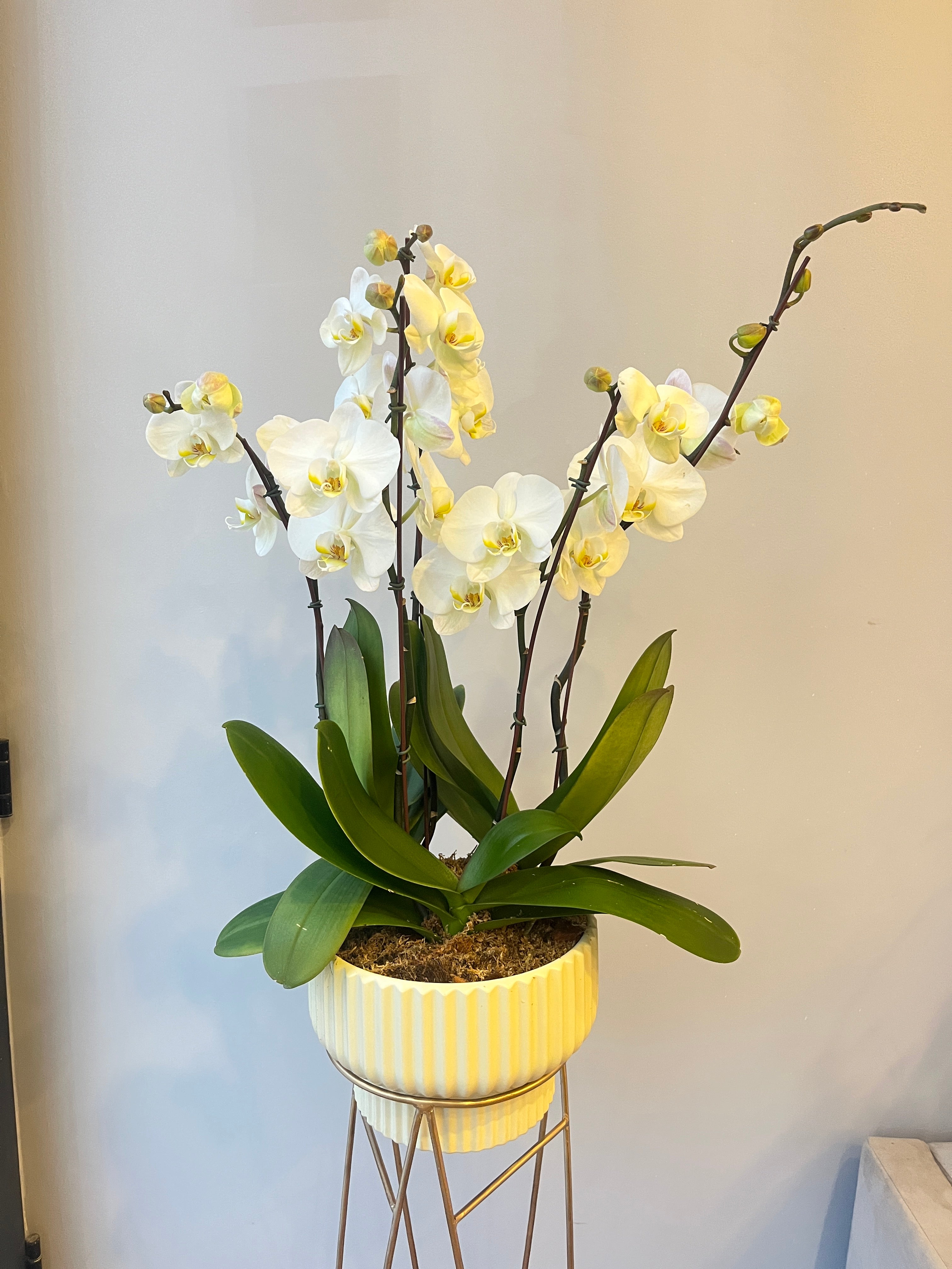 Orquídea Nobleza